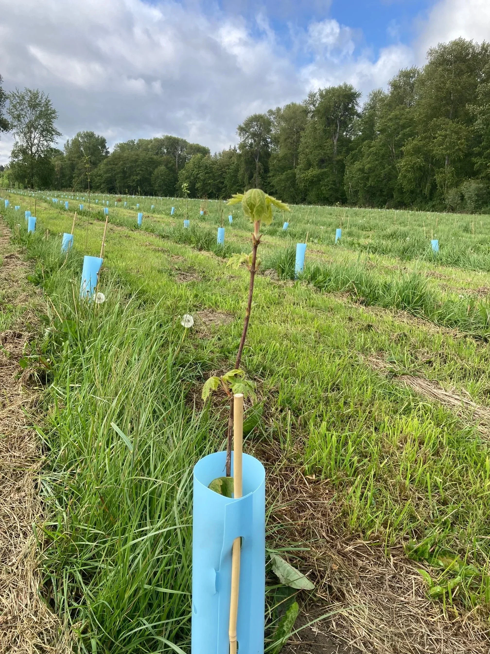 Native plant in a plant protector