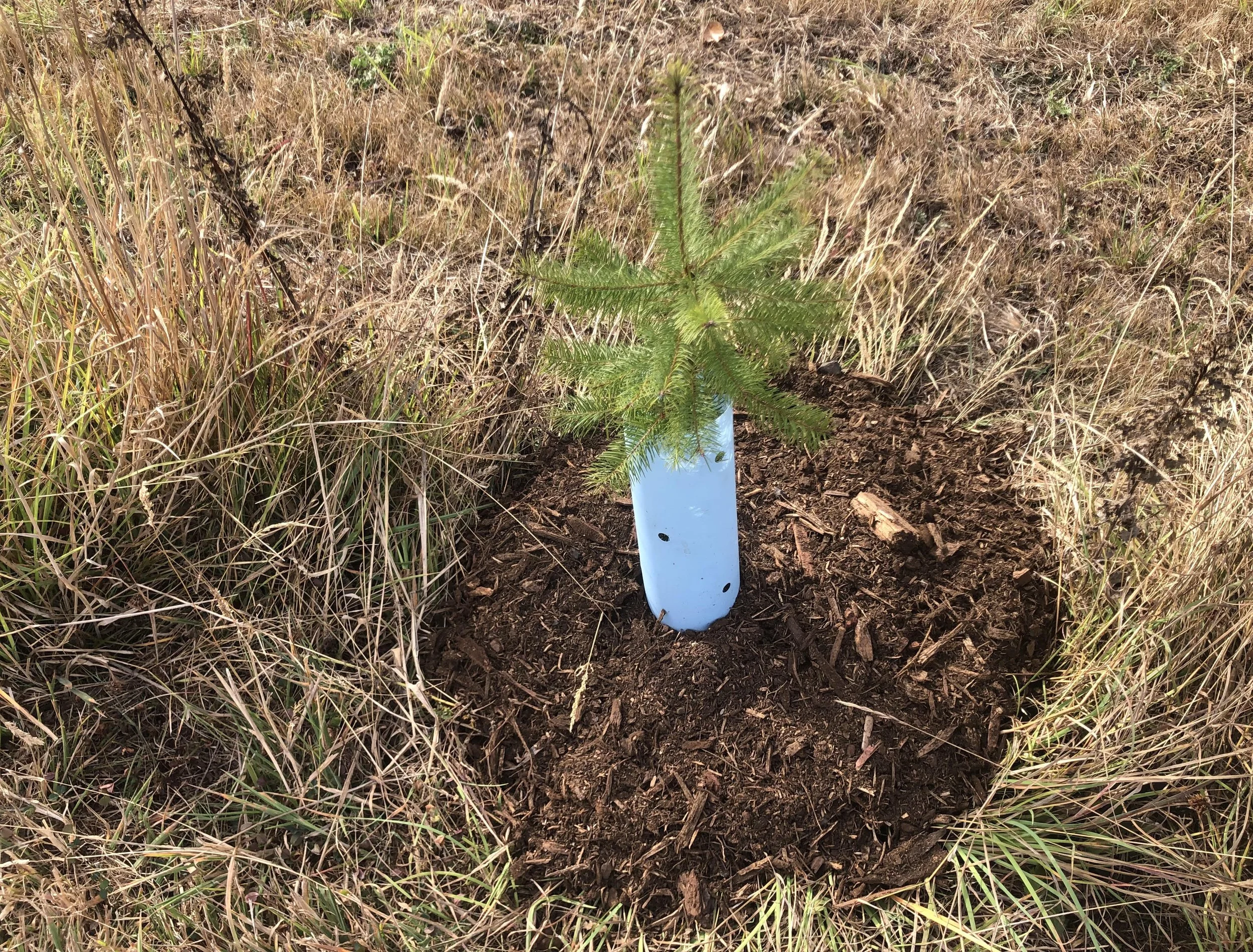 Douglas fir with mulch and plant protector.