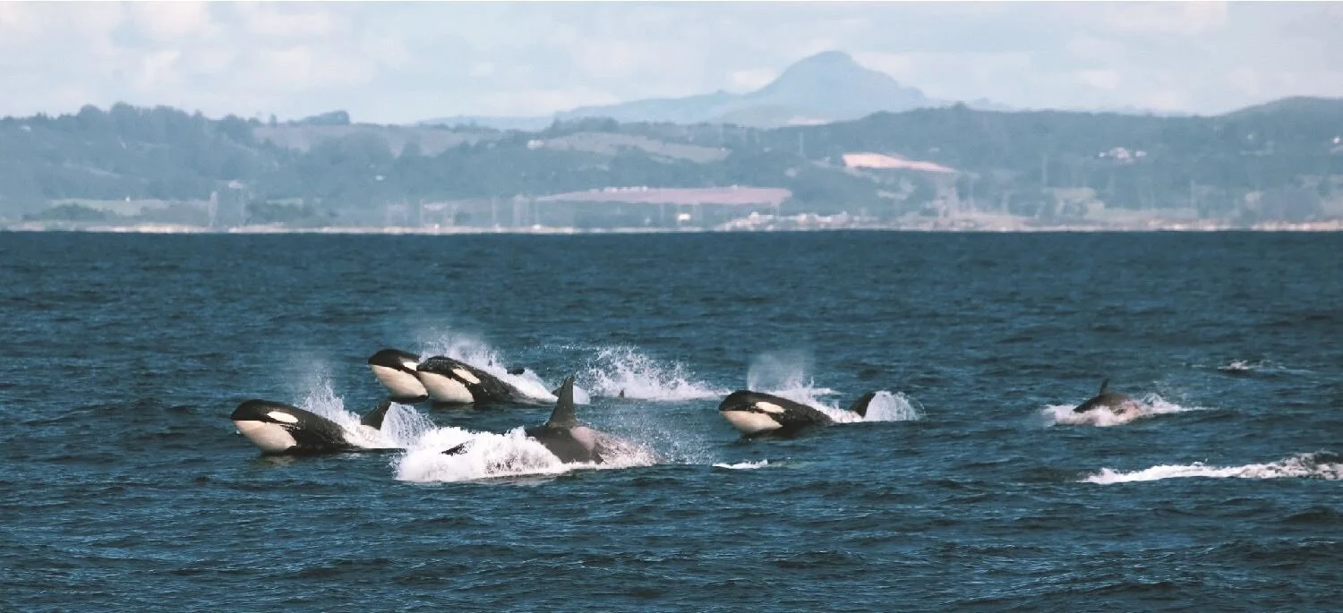 Orcas popping their heads out of the water with a view of mountains and hills in the background