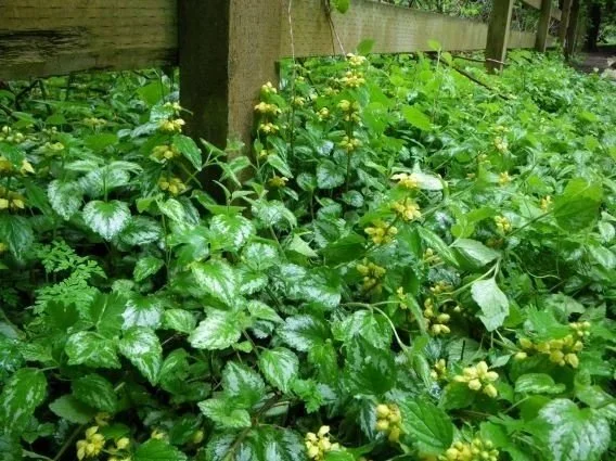 Yellow archangel infestation. Photo from Snohomish County.