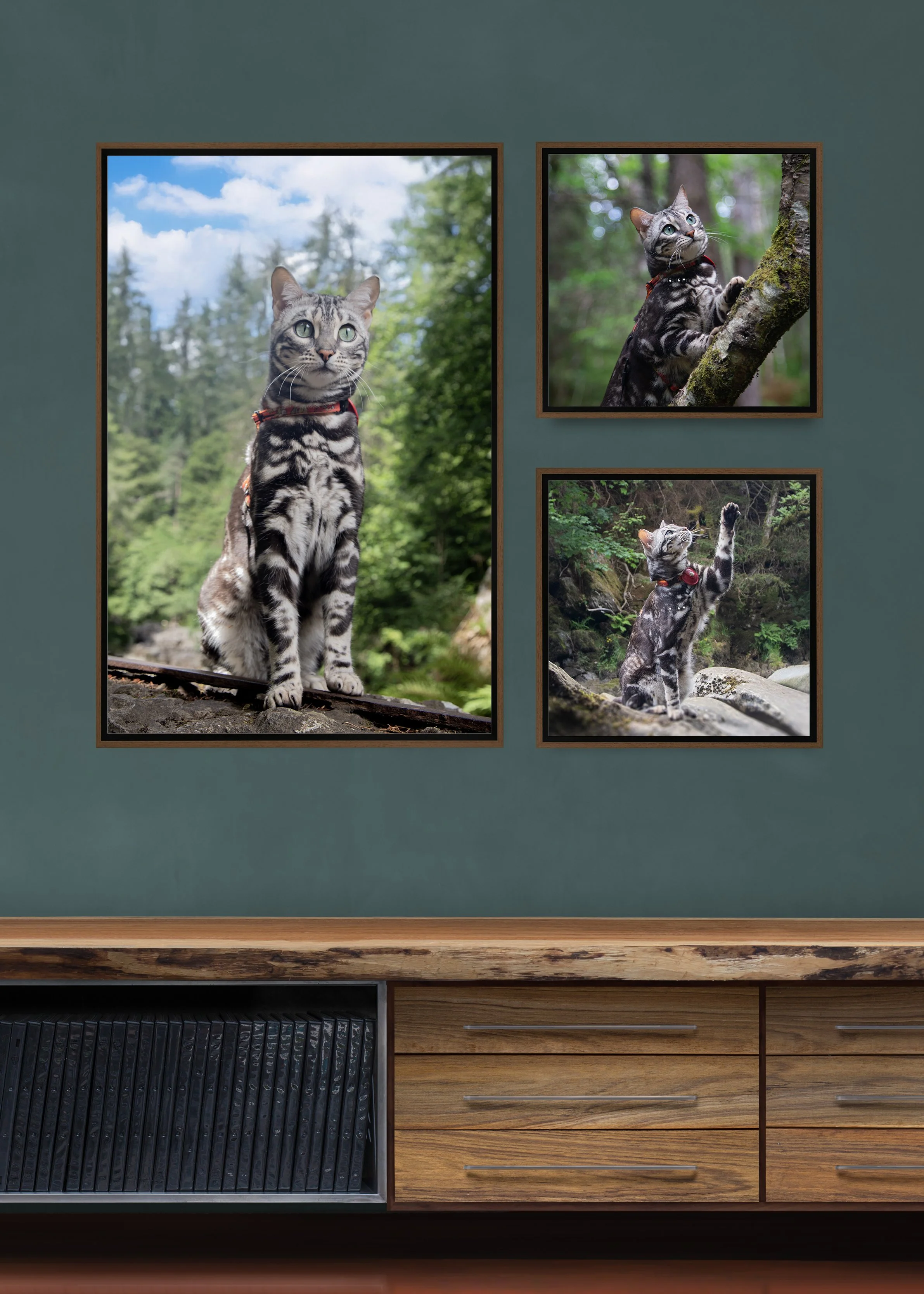 finished artwork of adventure cat photography.
