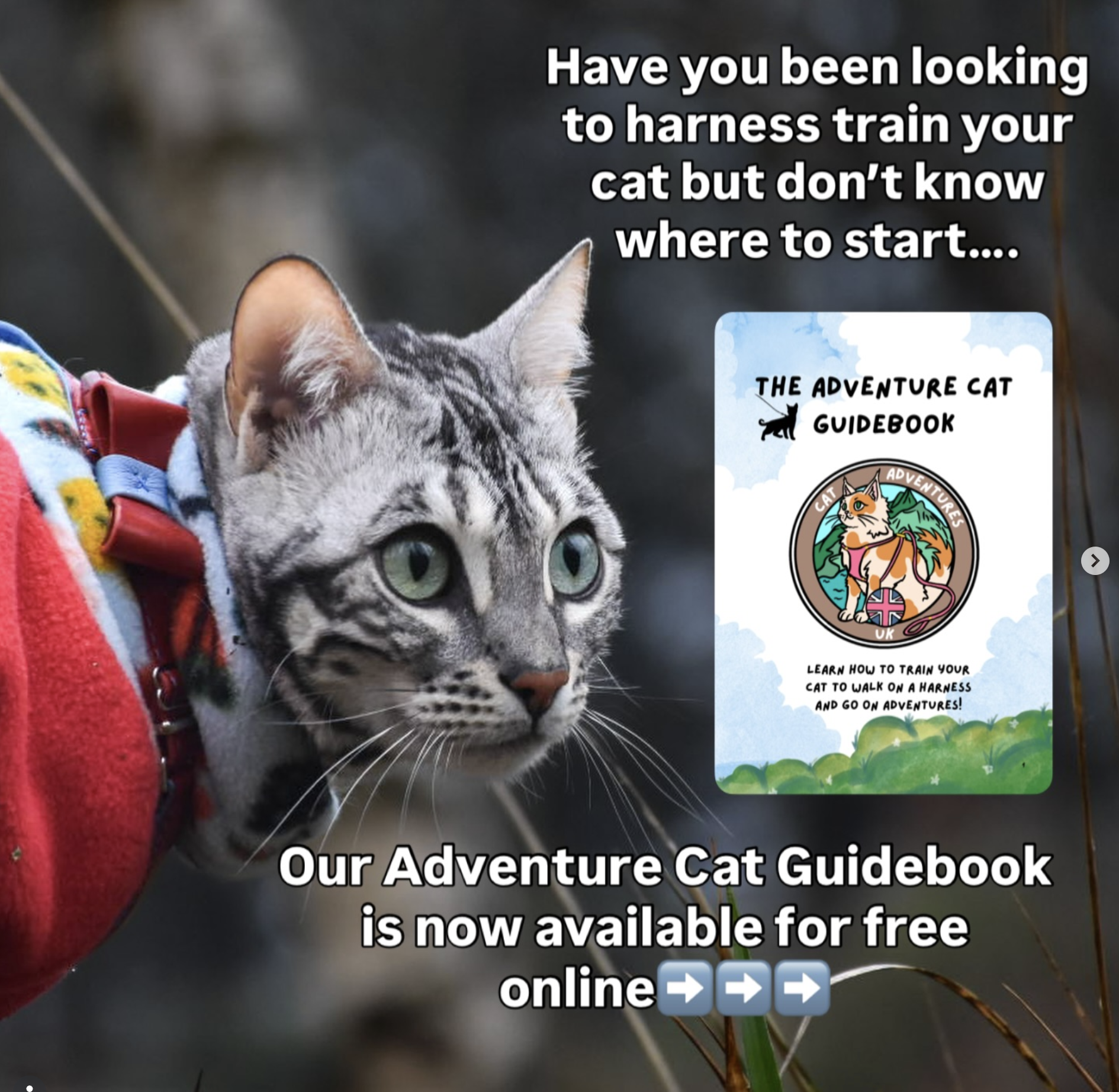 Adventure cat book