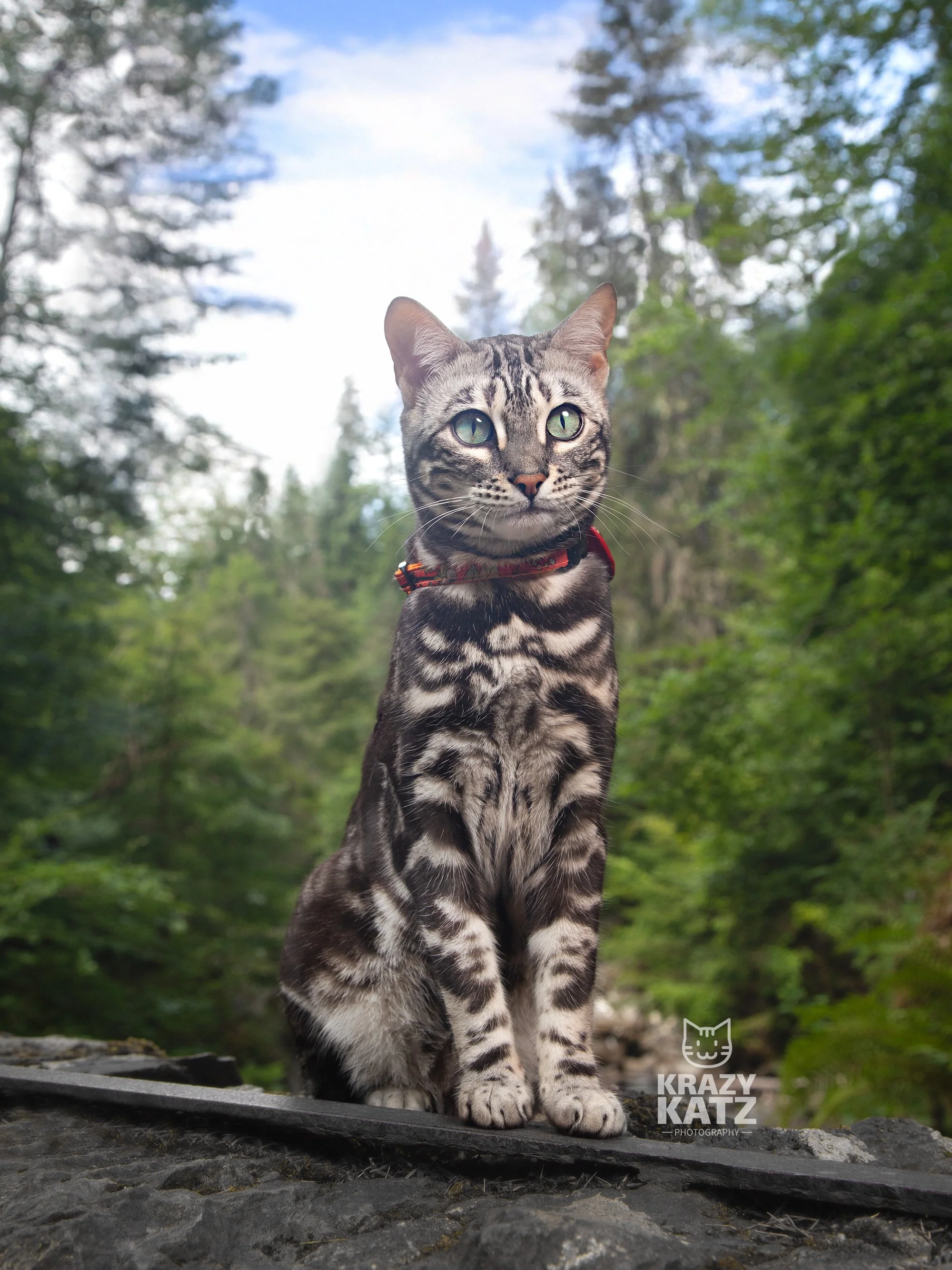 Photographing Scotland’s Celebrity Cats 