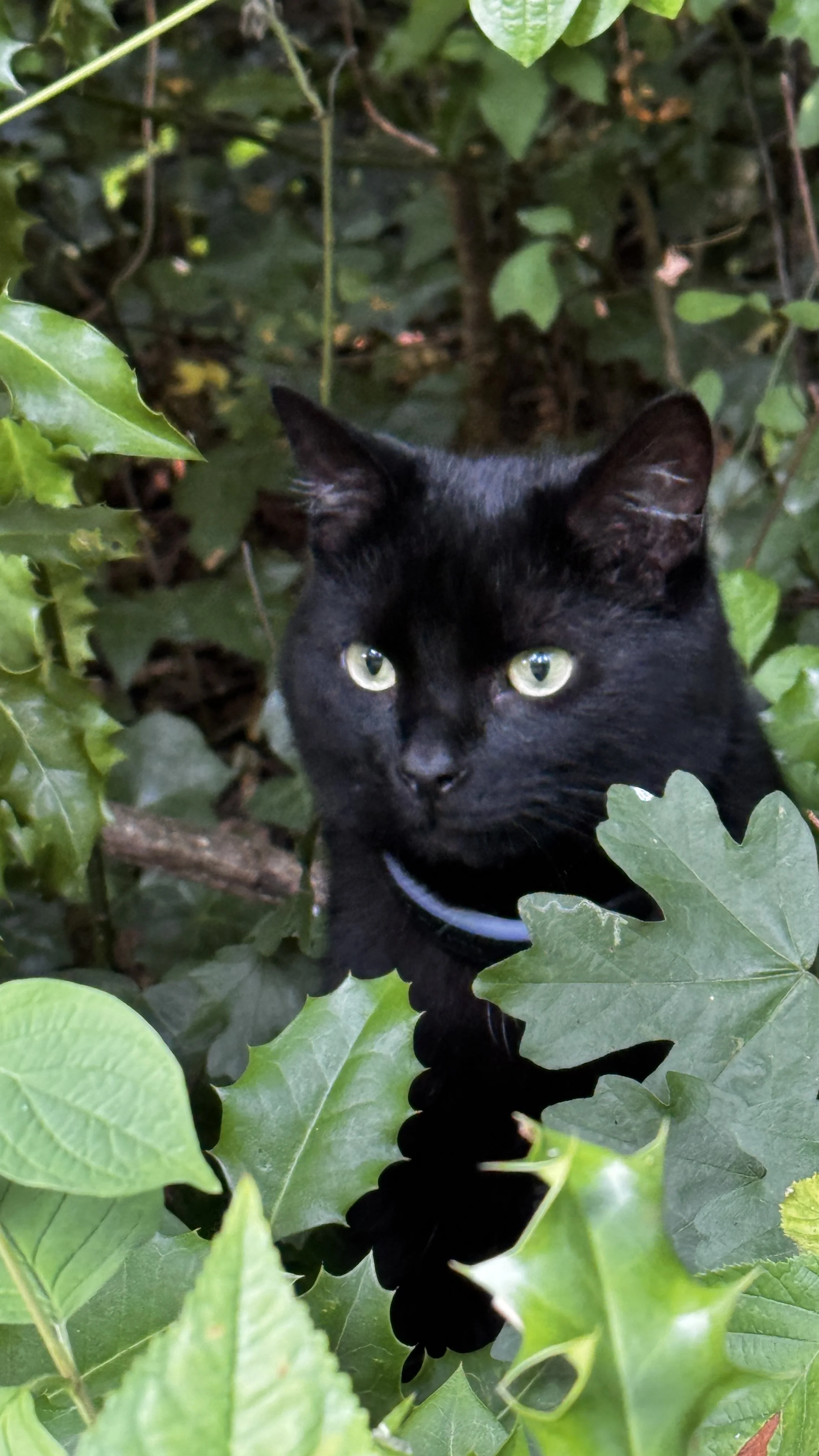 How I Find My Cat Using a Tractive GPS Tracker