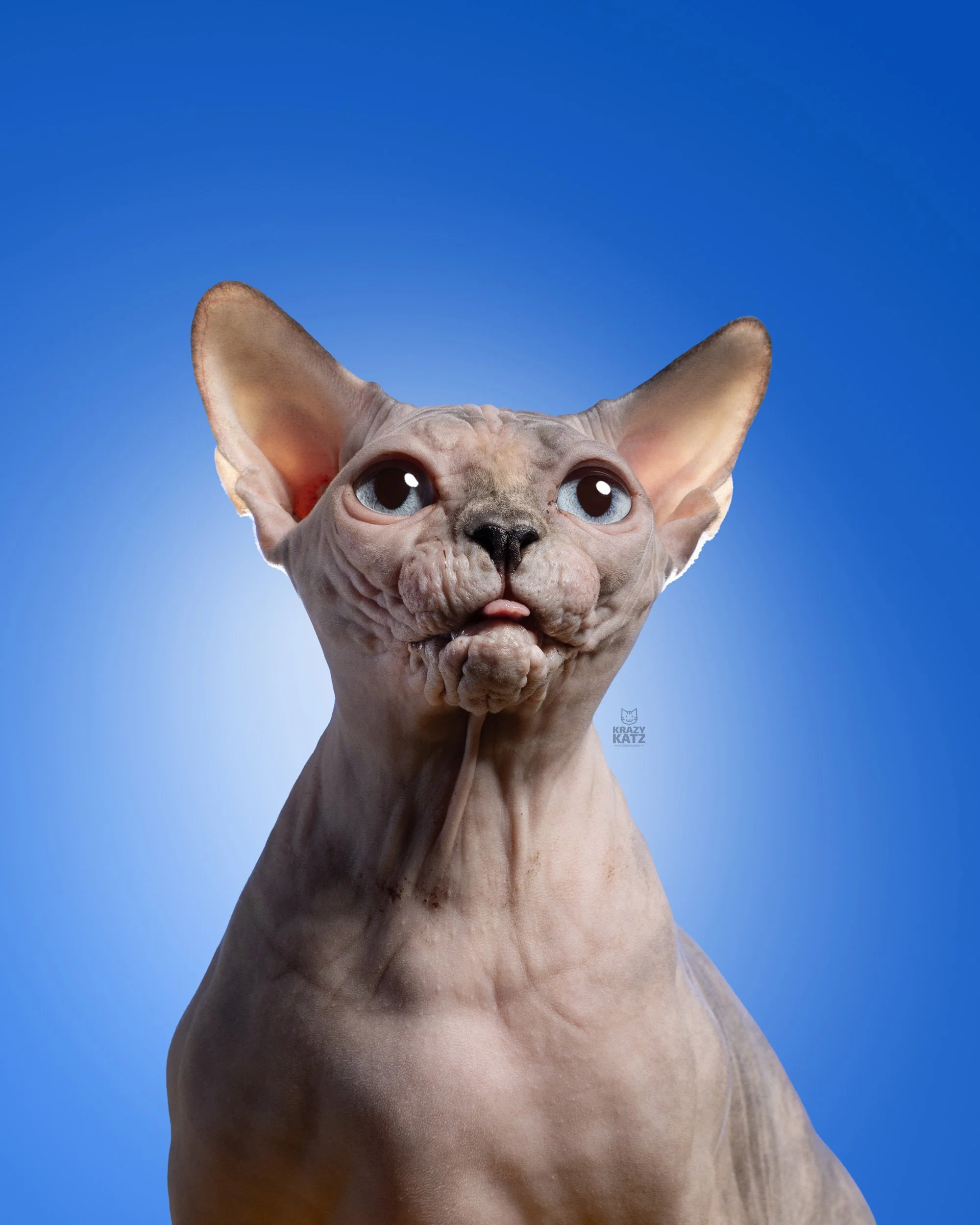 Hairlesswhiskers_sphynx_3_web.jpg