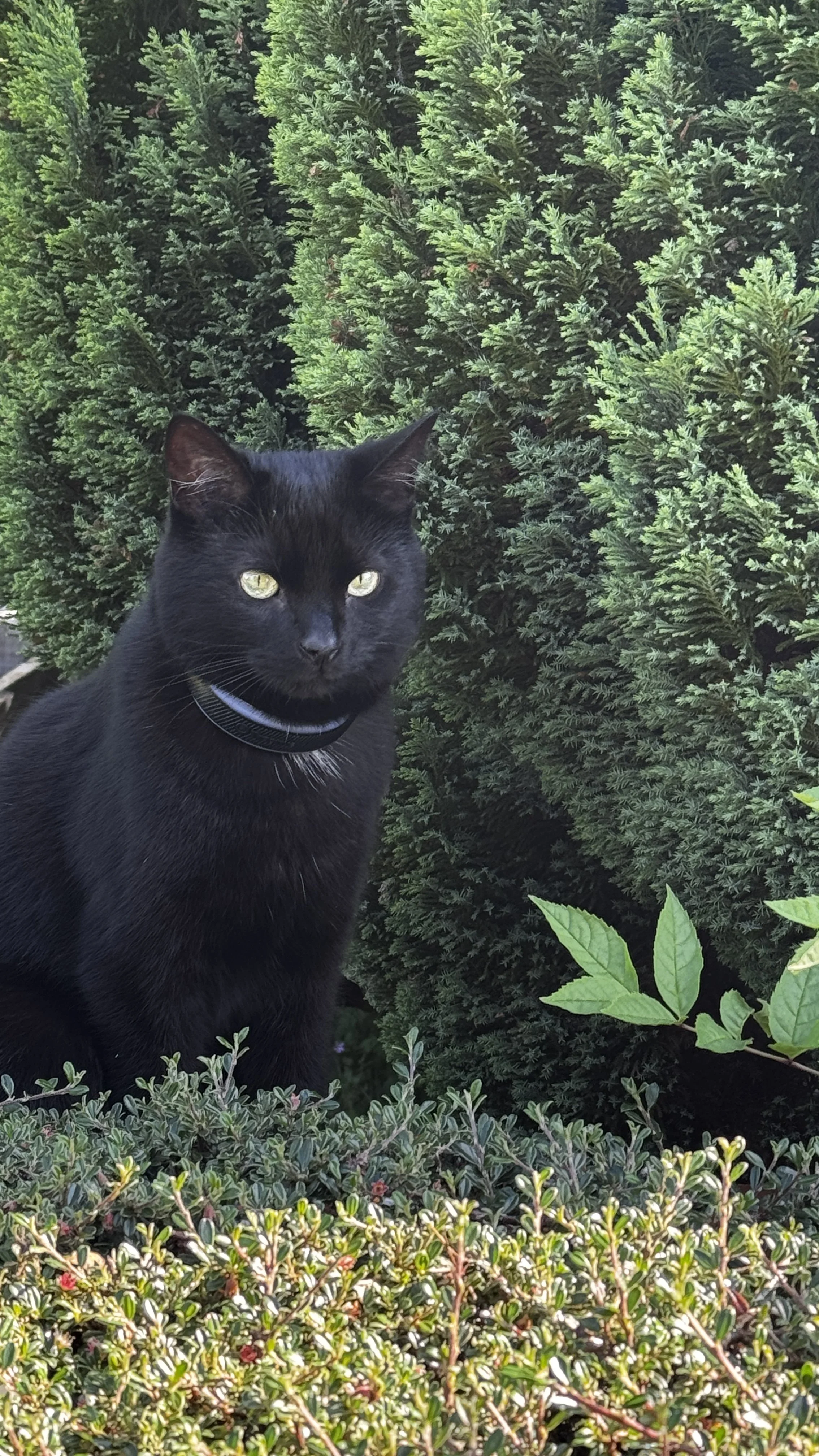 cat with Tractive Mini Collar