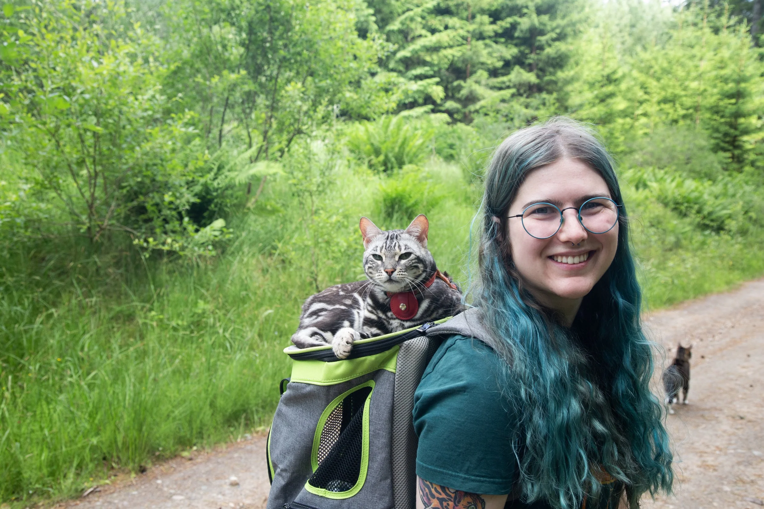 Adventure cat, bengal sitting on backpack