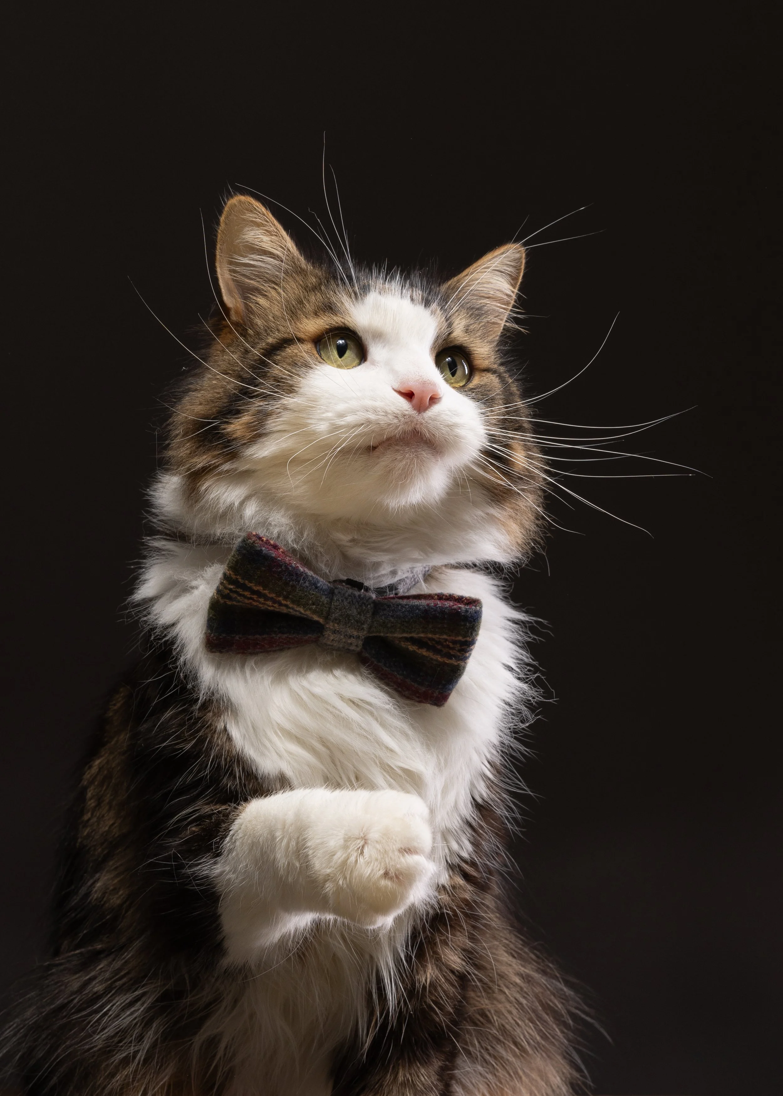 norwegian forest cat with a bowtie