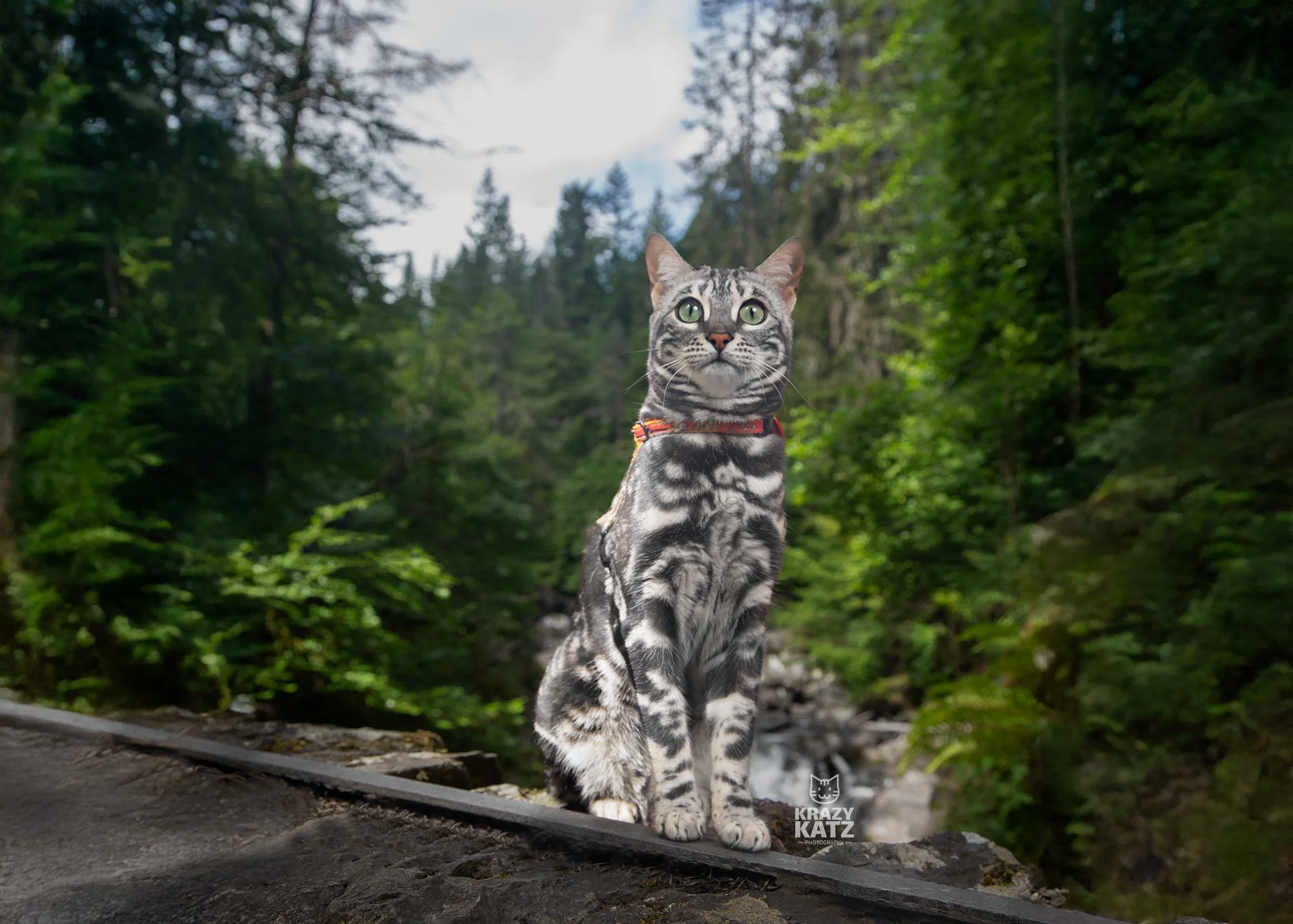 Bengal the adventure cat pose for photography, scottish highland