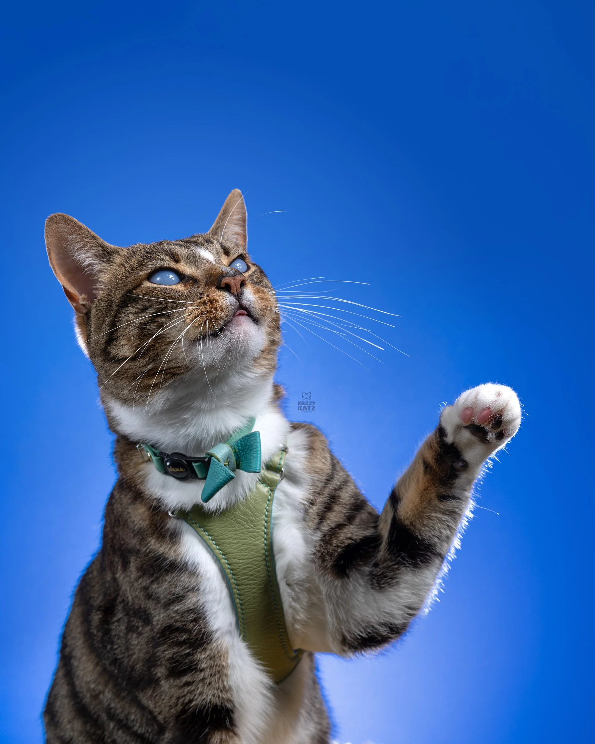 Bongo_catshow26_23_WK.JPG