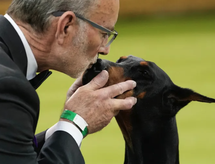 Penny, a Doberman pinscher, gets a kiss from handler Andy Linton after winning Best in Show of the 150th Westminster Kennel Club Dog Show