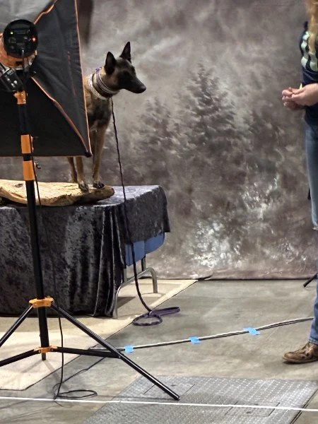 A poised and alert Belgian Malinois being photographed at a dog show, standing confidently under studio lights against a scenic backdrop.