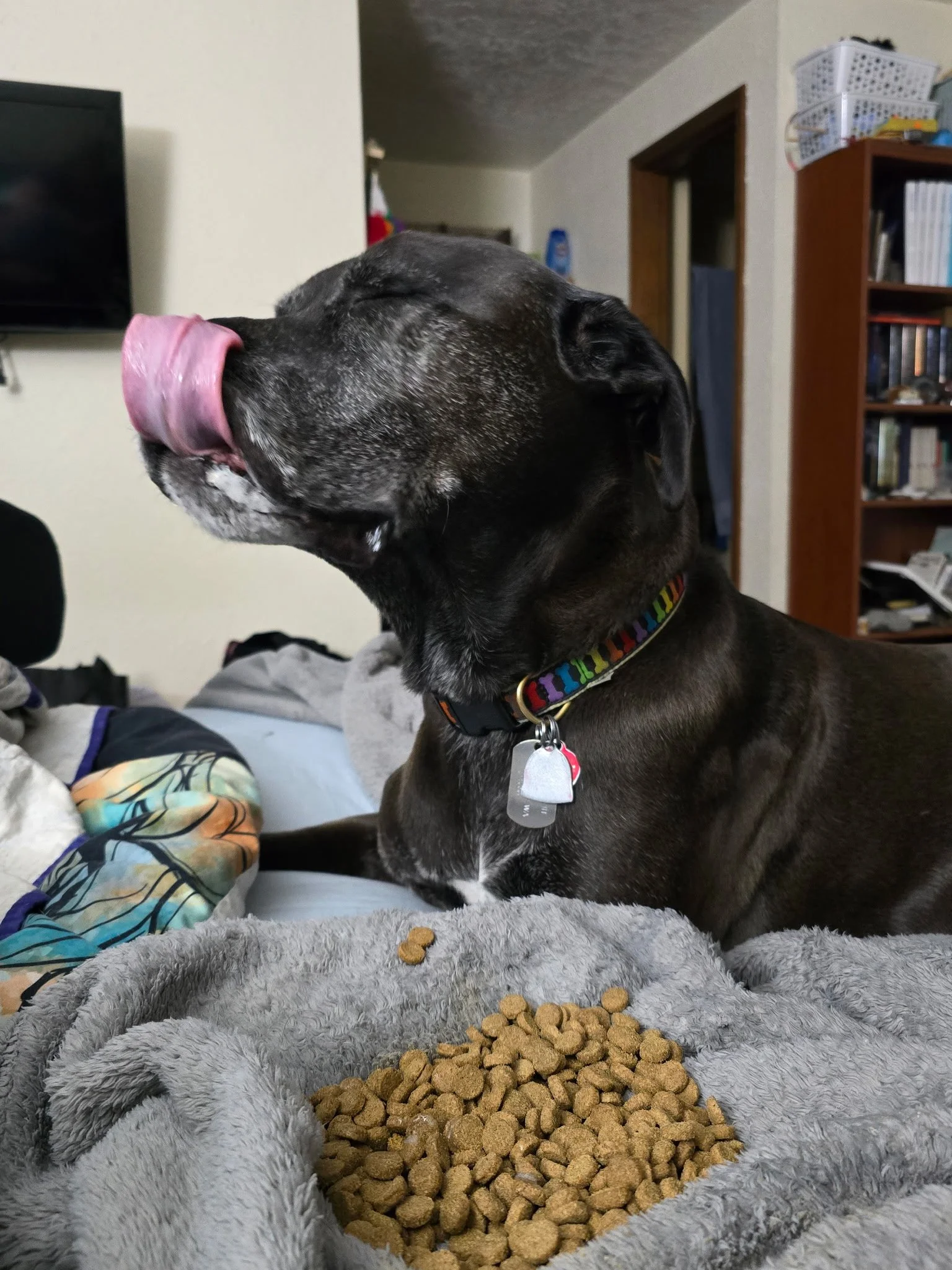 A content black dog with a rainbow collar resting comfortably indoors, licking its nose near a bowl of treats.