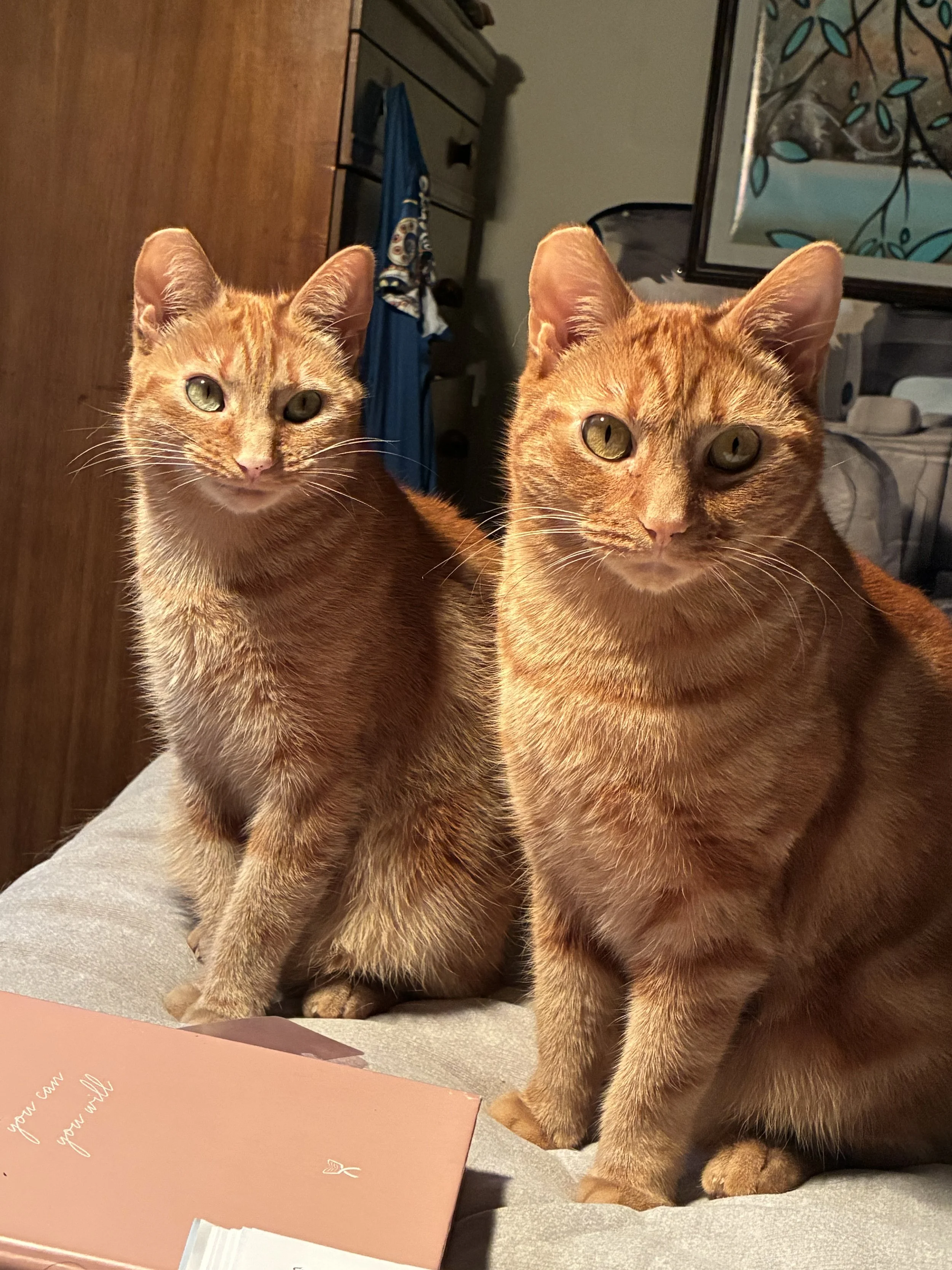 Two orange tabby cats, Fred and Ginger, sitting side-by-side in a symmetrical "bookend" imitation. They are both looking directly at the camera with focused expressions against a neutral indoor background.
