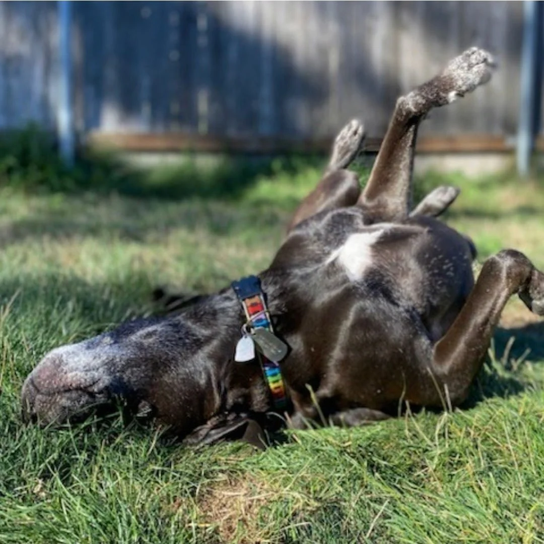 A happy dog rolling freely in the grass, expressing pure comfort and relaxed ease outdoors