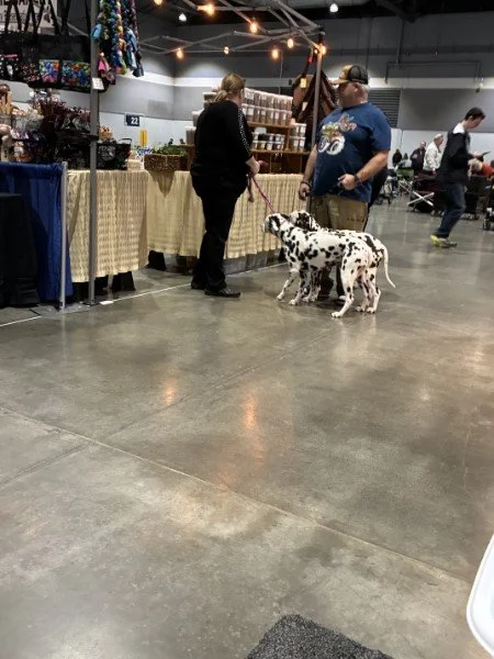 A pair of spotted Dalmatians on leash at a lively indoor dog show, calm and well-behaved amid the busy event setting