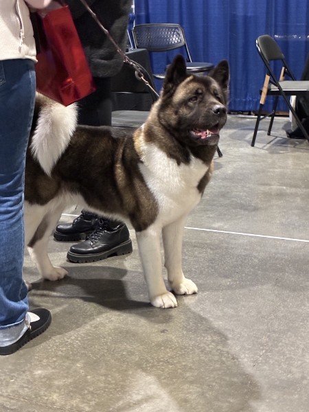 A well-groomed American Akita standing alert on a leash at an indoor dog show, displaying its thick brown and white coat.