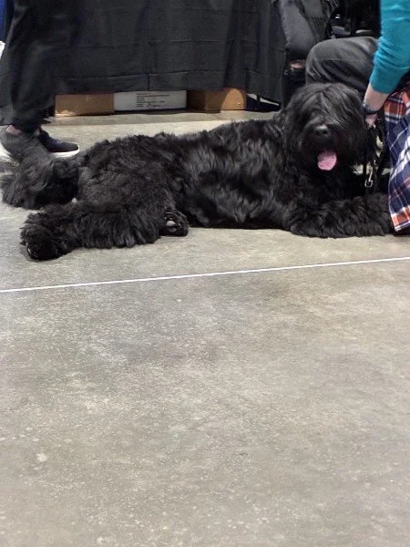 A massive, fluffy black Bouvier des Flandres lying contentedly on the floor at a dog show, completely at ease in a busy environment.