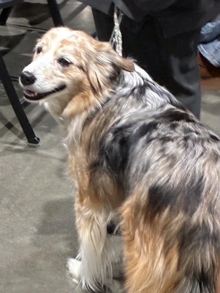 A gentle senior Australian Shepherd with a beautiful merle coat, calm and attentive on leash at an indoor dog event.