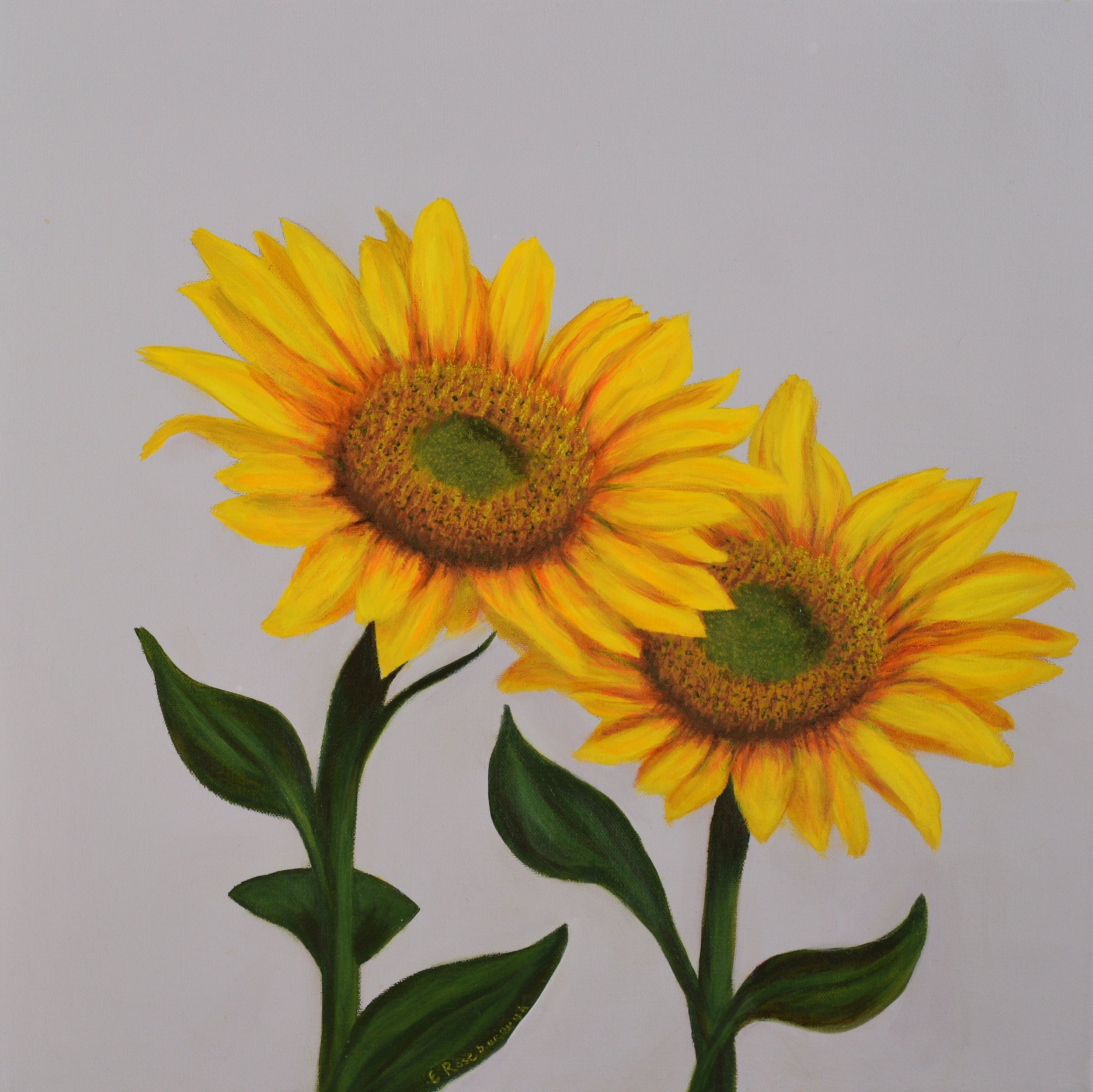 Sunflowers