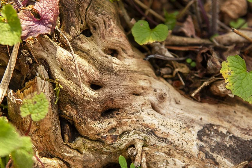 Intricate Forest Tree Trunk