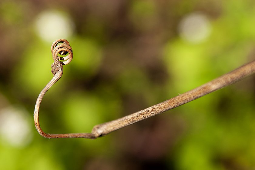 Curled Vine Tendril