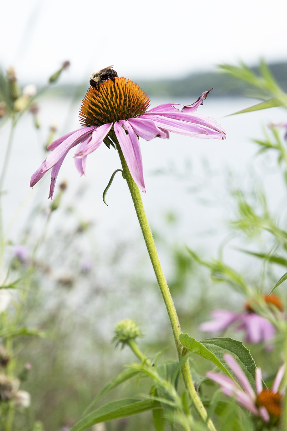 Howsare_Wildflower Snack_59.jpeg