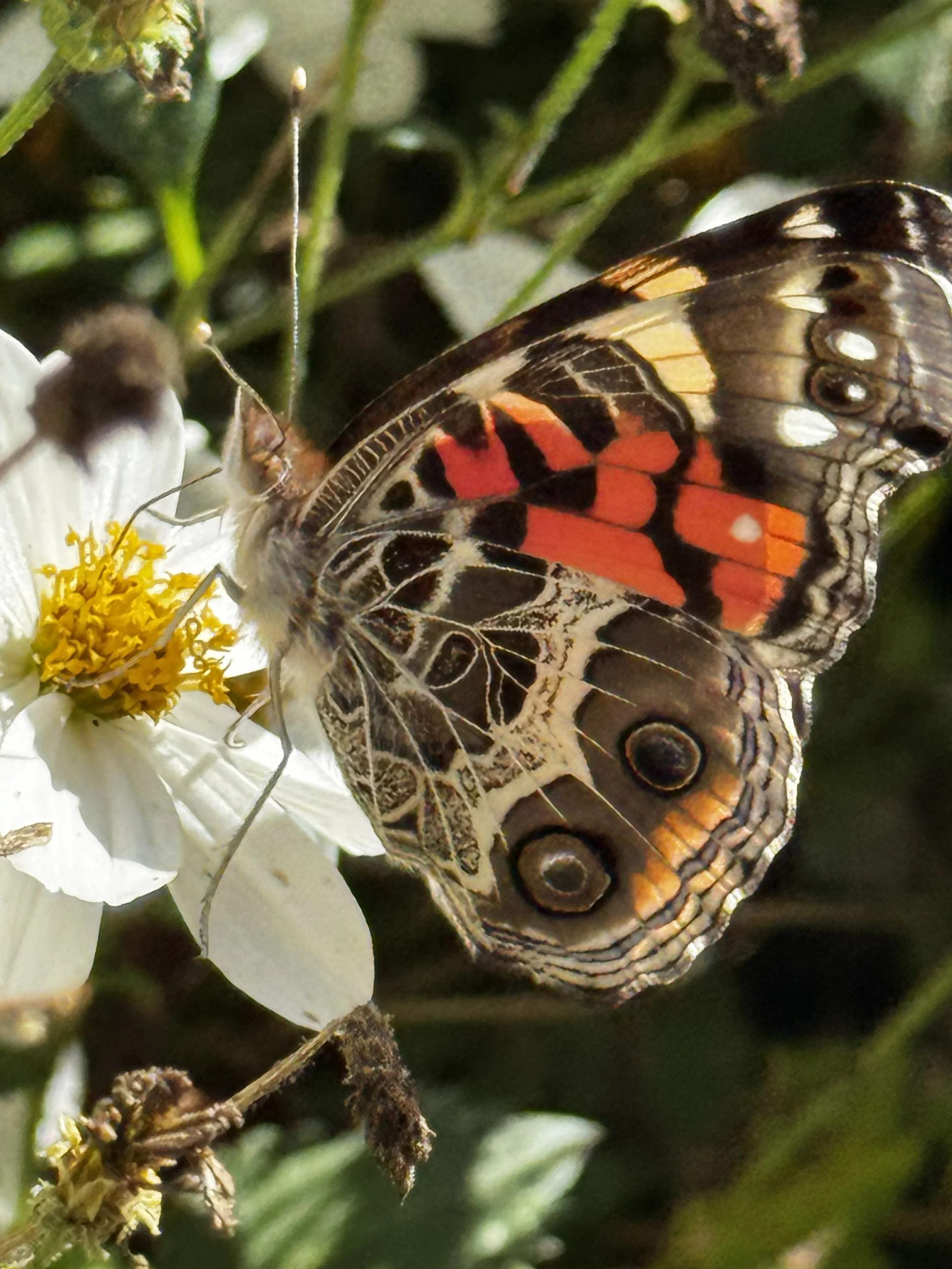Painted Lady