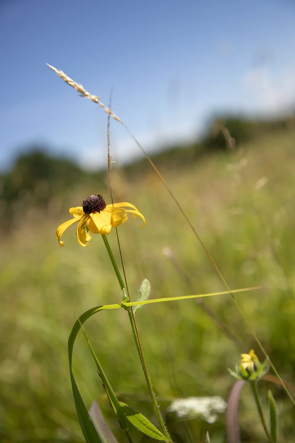 Sunny Meadow Bloom