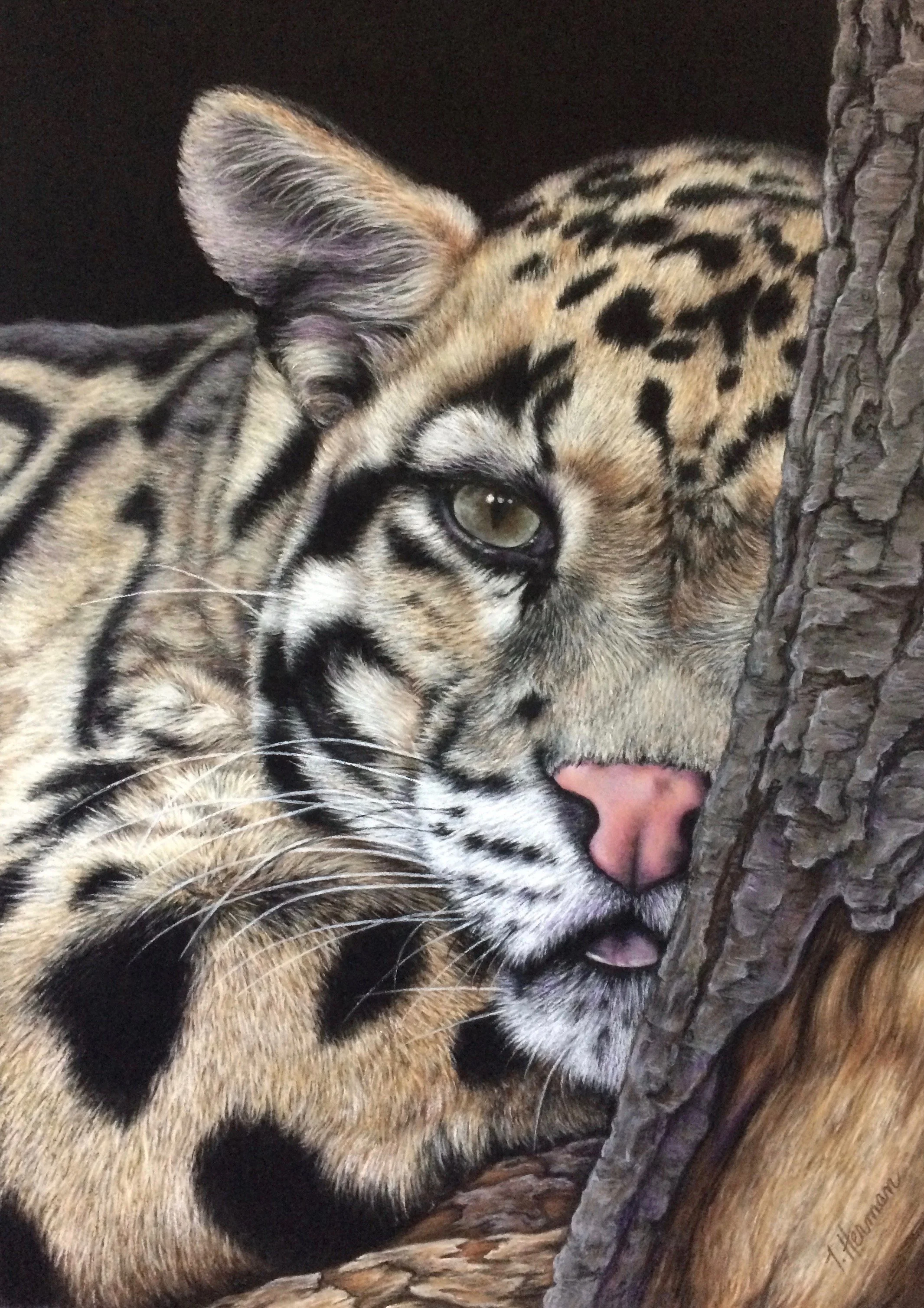 Herman_Clouded+Leopard_18x22_1025.jpg