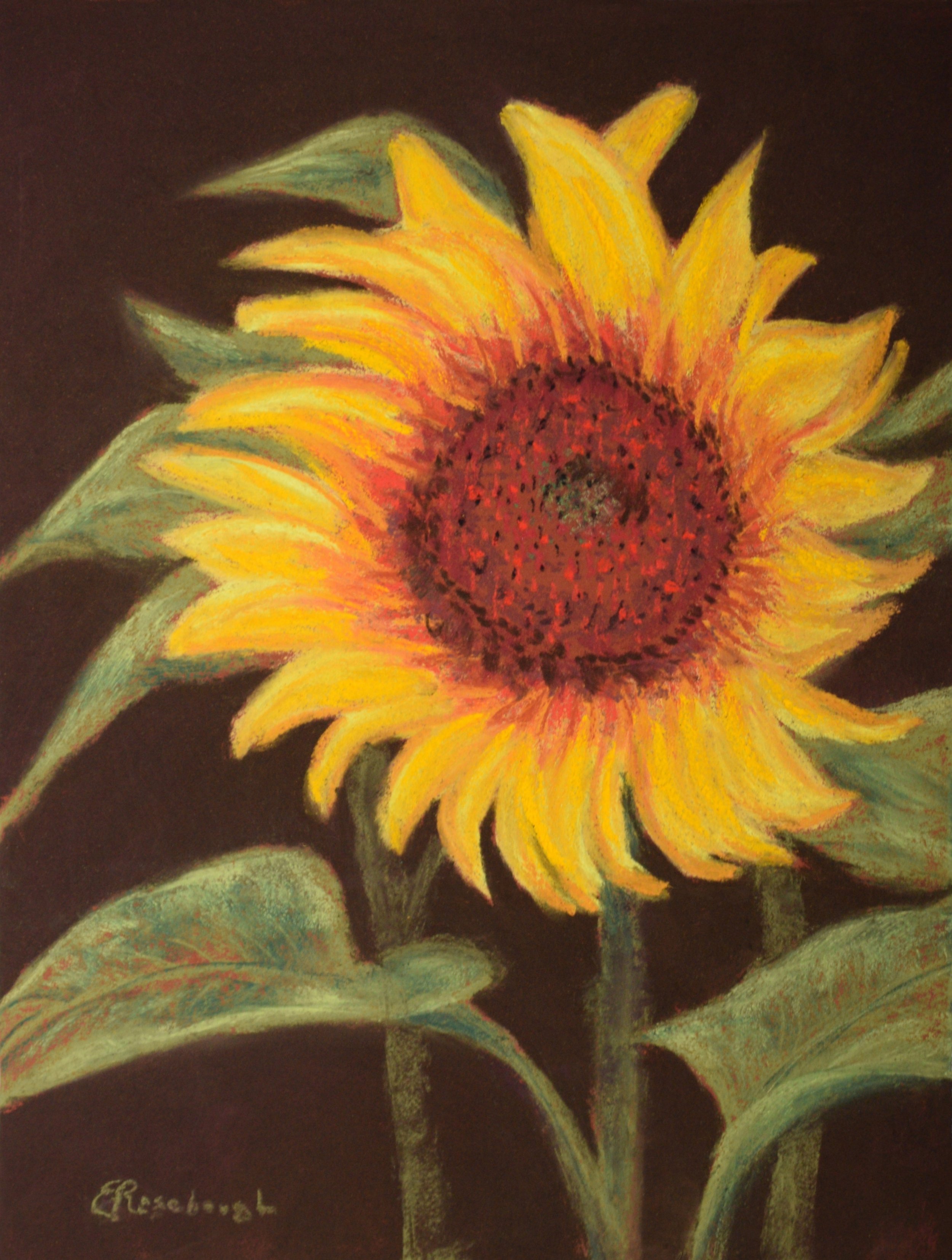 Sunflower on Brown