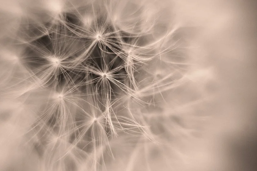 Dandelion Seeds