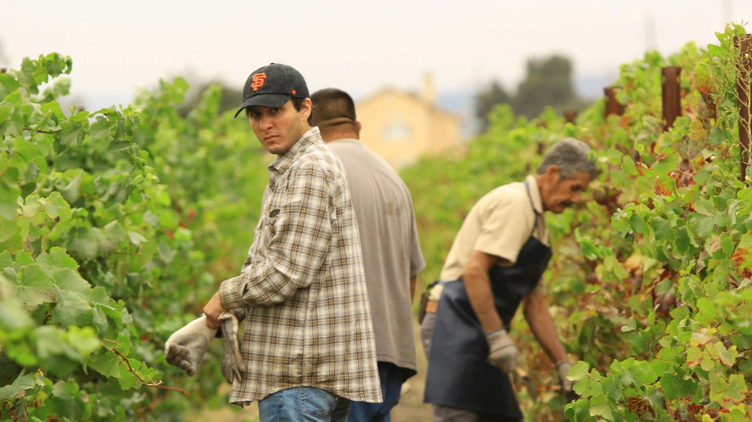 Three men working in a vineyard, with one in a plaid shirt and San Francisco Giants baseball cap, holding a glove, looking at the camera, and the others focused on tending the grapevines.