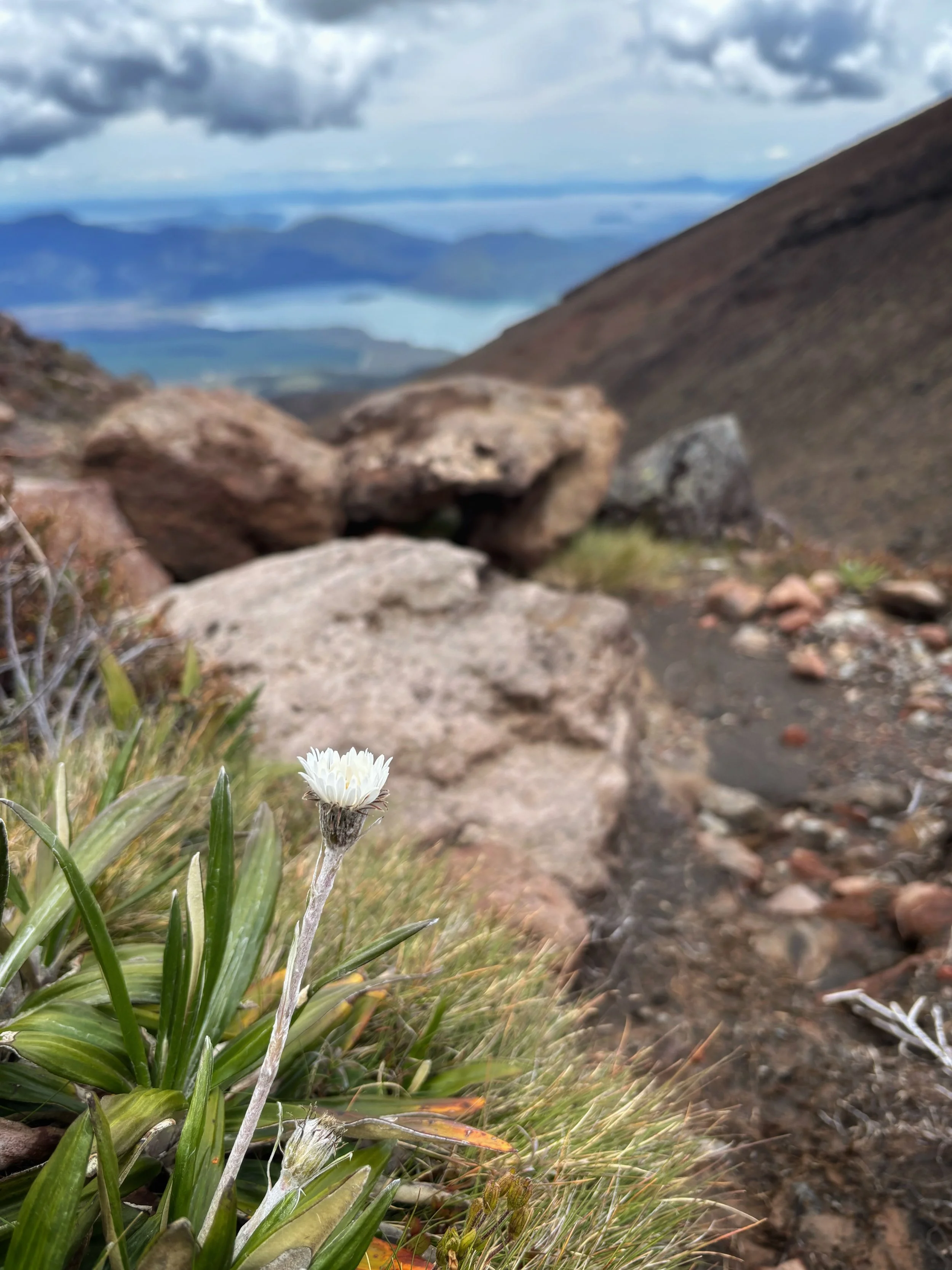 Alpine flower at Tongariro Alpine Crossing