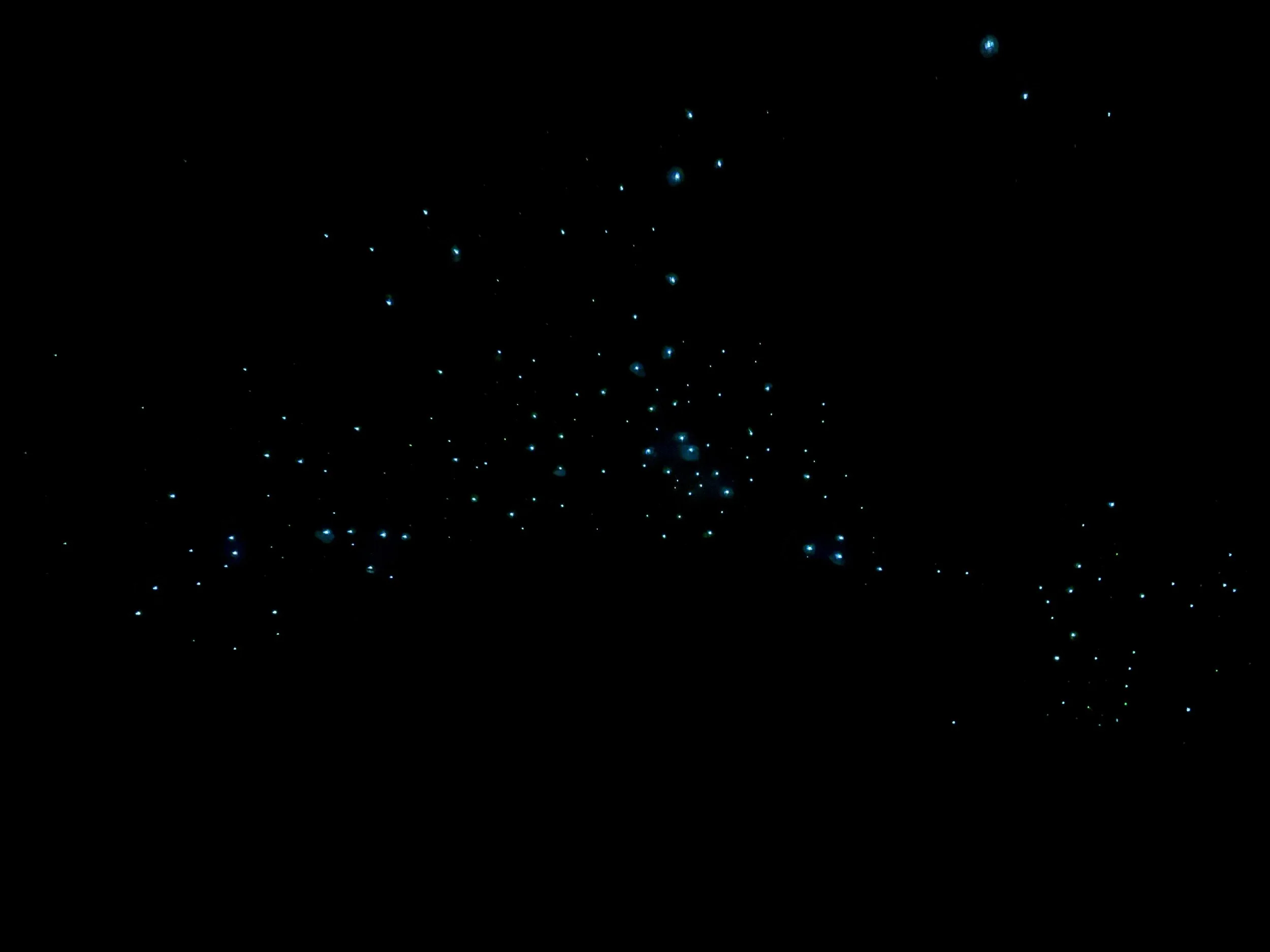Glow worms Charleston New Zealand
