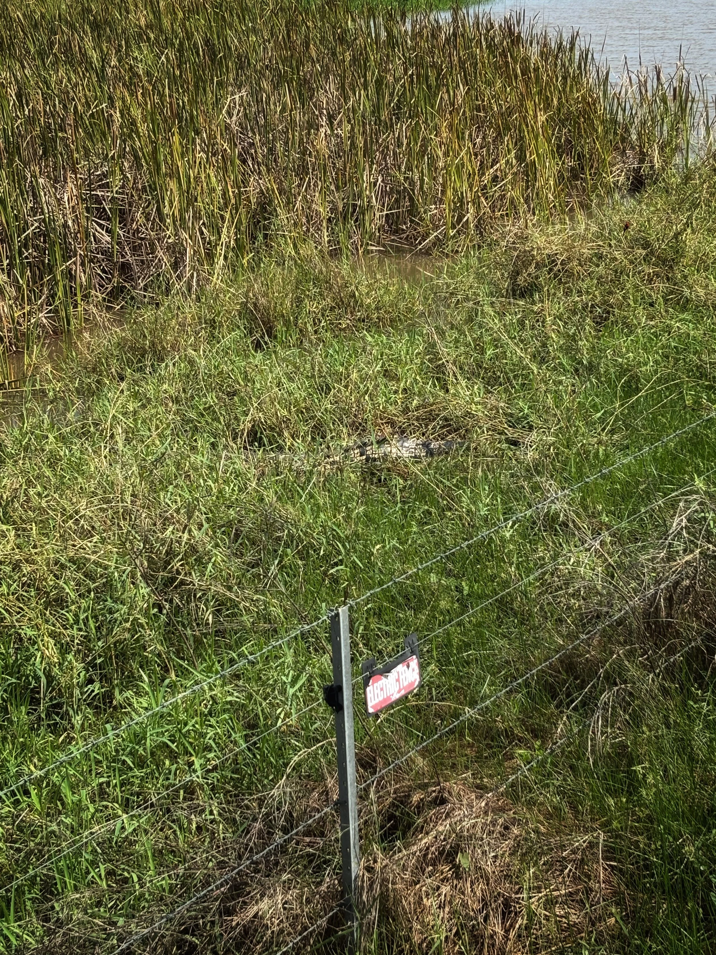 krokotiili kakadu australia