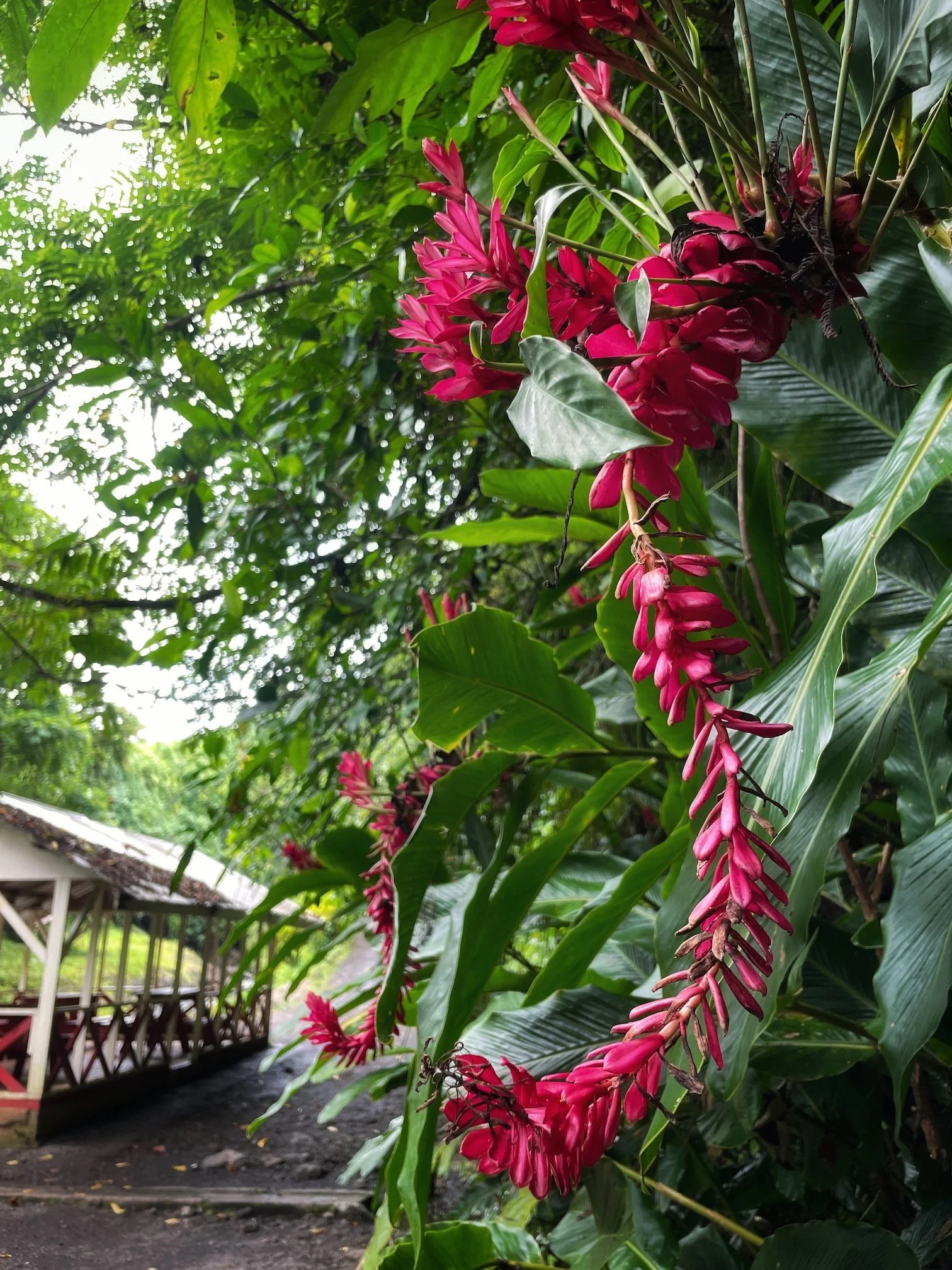 Flowering plant in Samoa