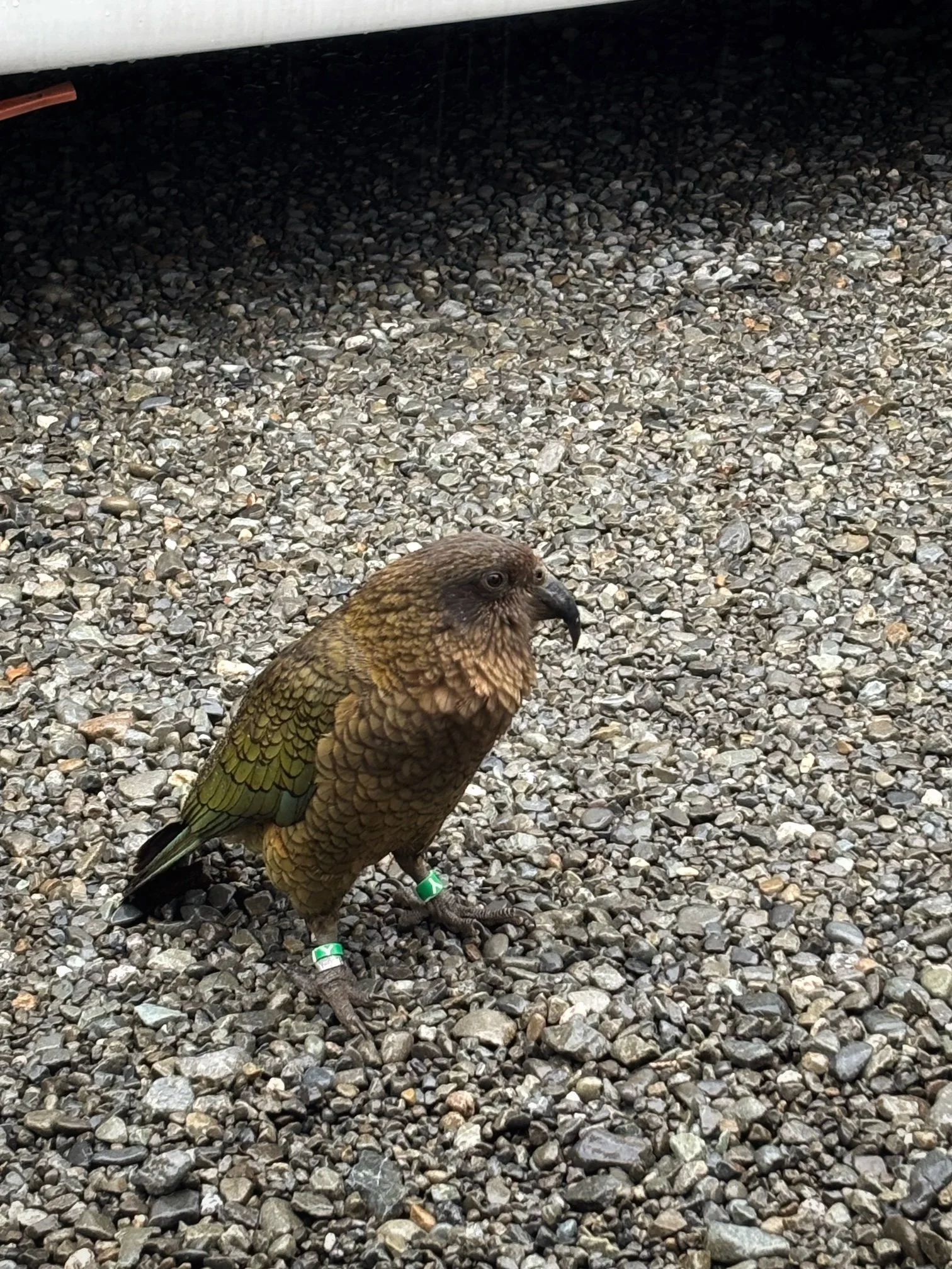 Kea-papukaija Uusi-Seelanti