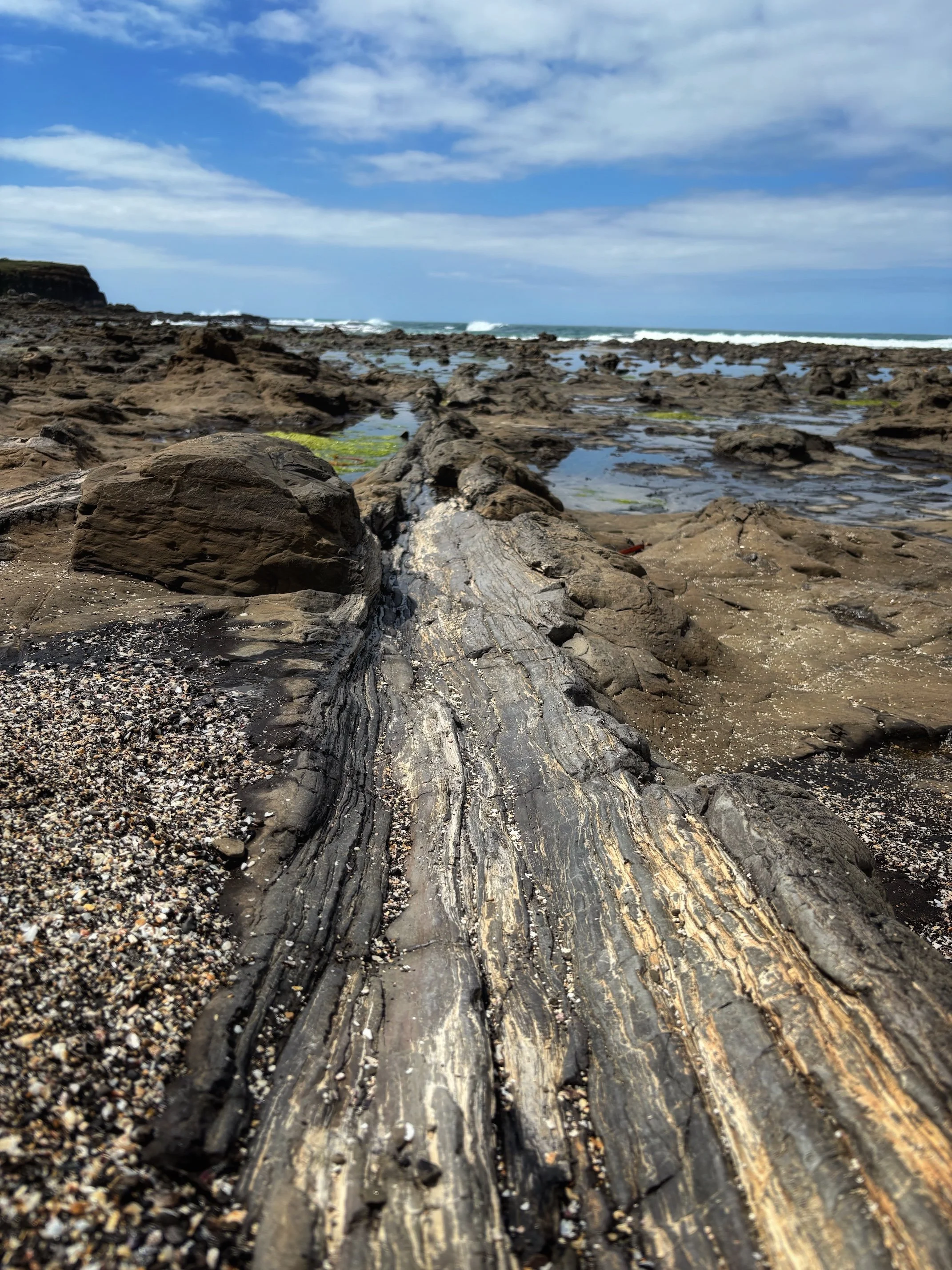 Curio Bay Uusi-Seelanti