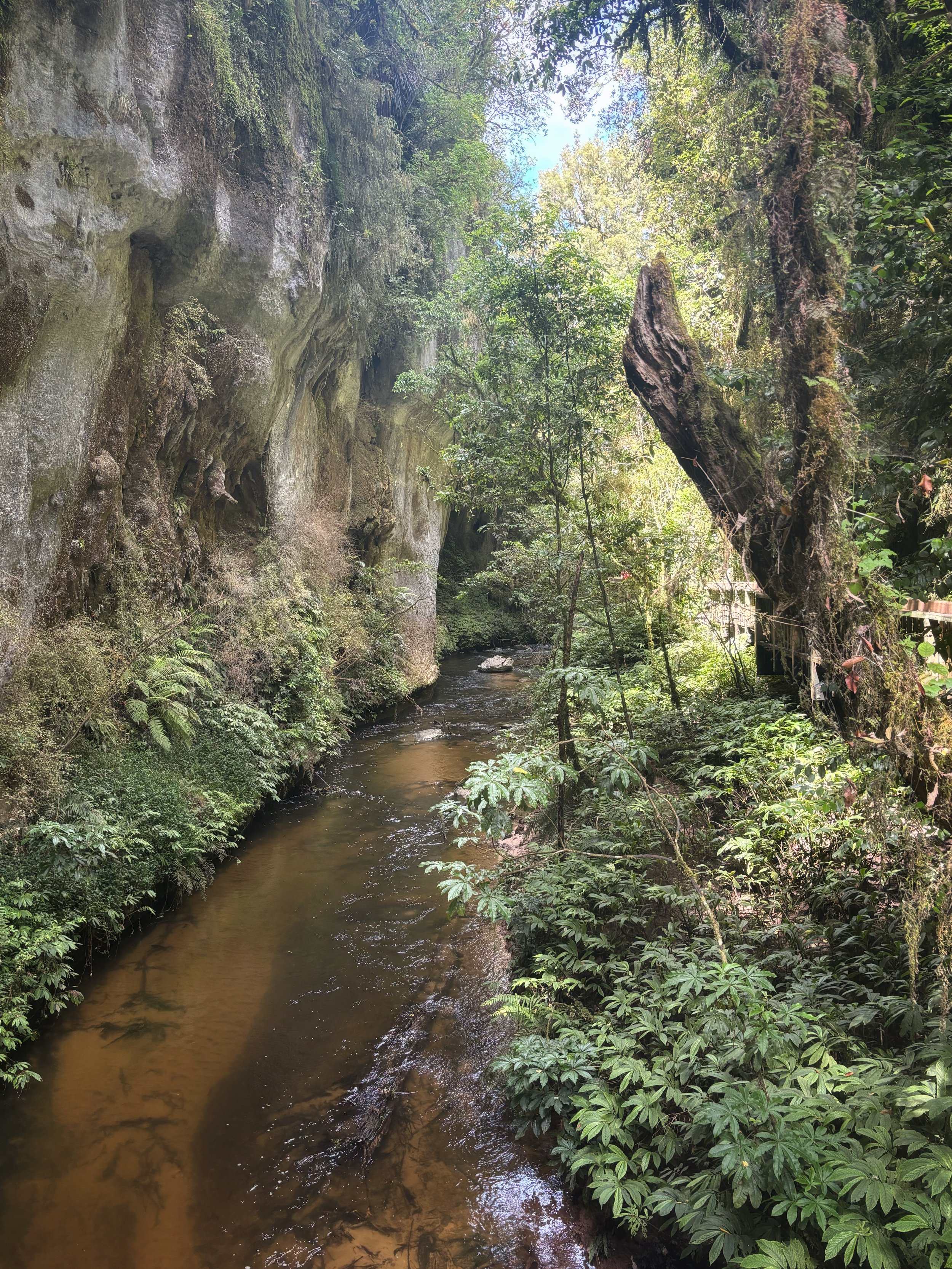 Mangapohue Natural Bridge