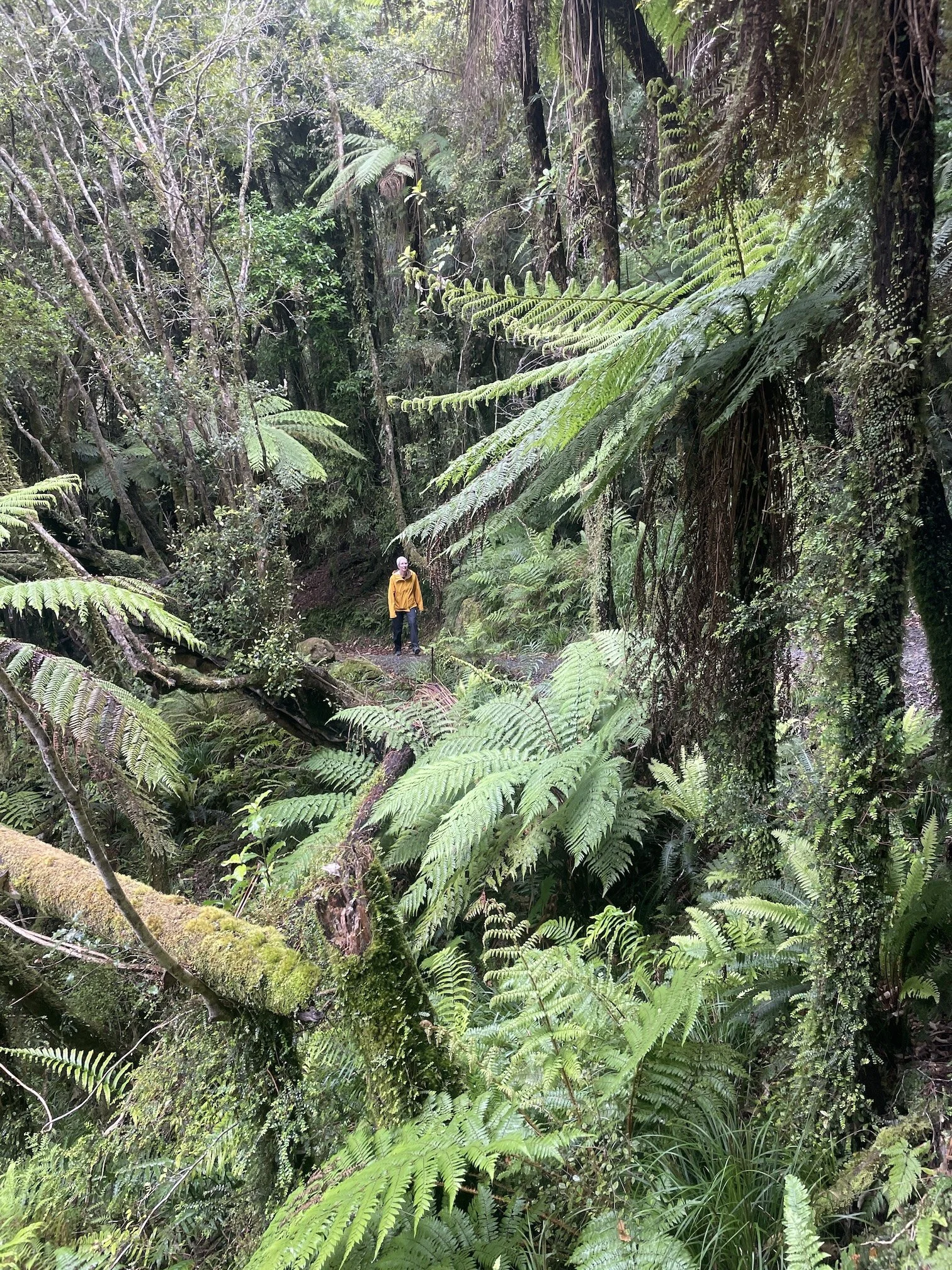 Punakaiki Pororari Uusi-Seelanti