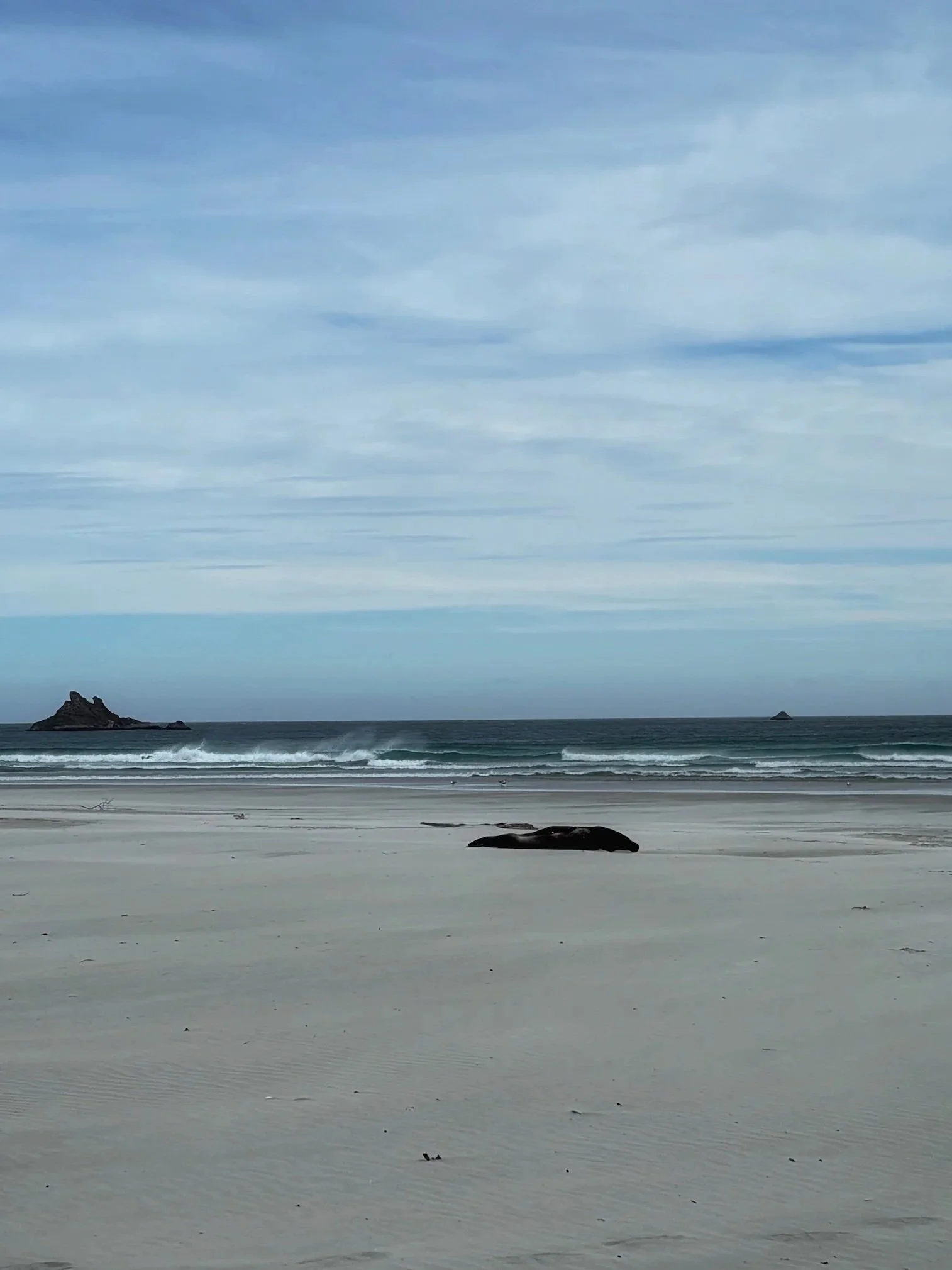 Sea lion Otago Peninsula New Zealand