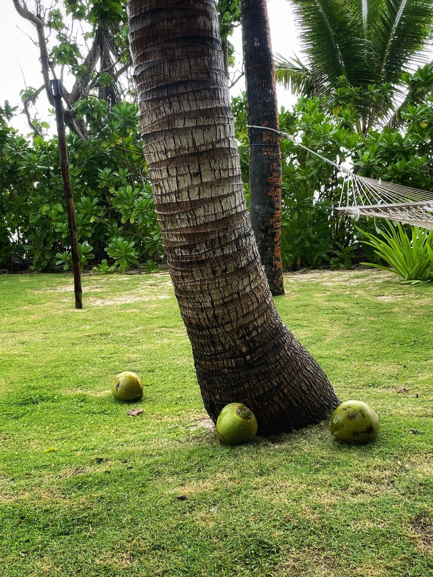 Fiji Coconut Beach Resort fallen coconuts