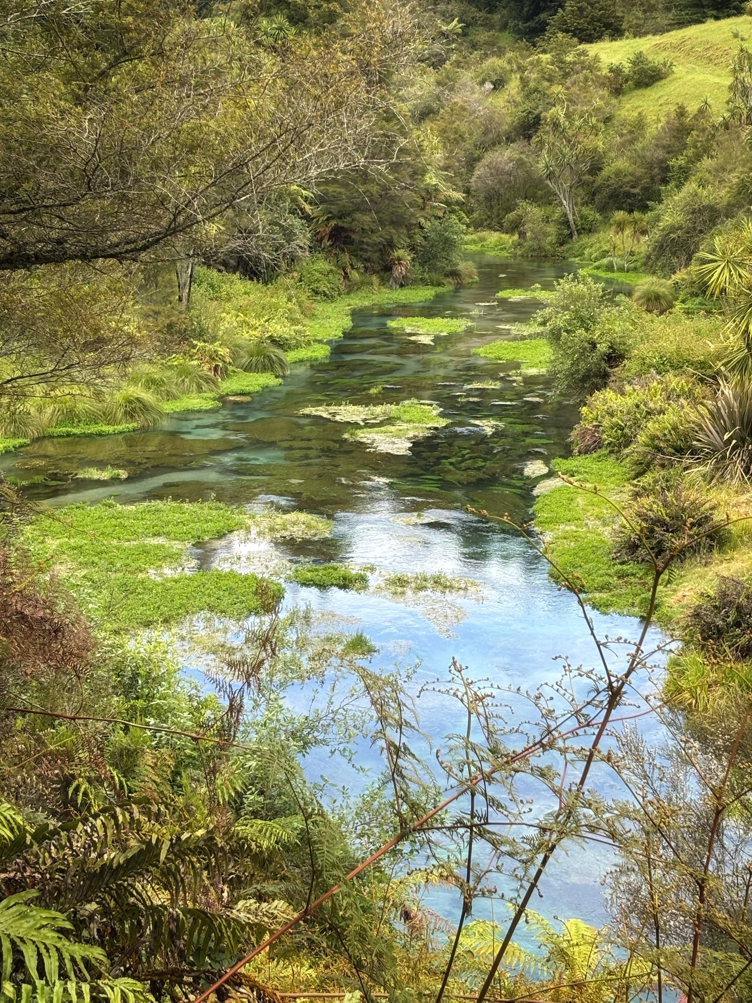 Putaruru Blue Springs New Zealand