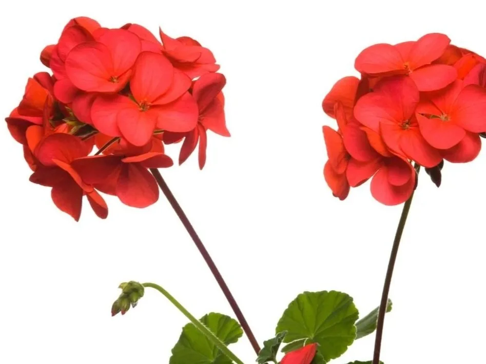 Geraniums for Pentecost