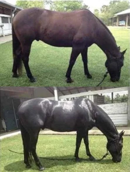 horses_stacked_brown_top_black_bottom.jpg