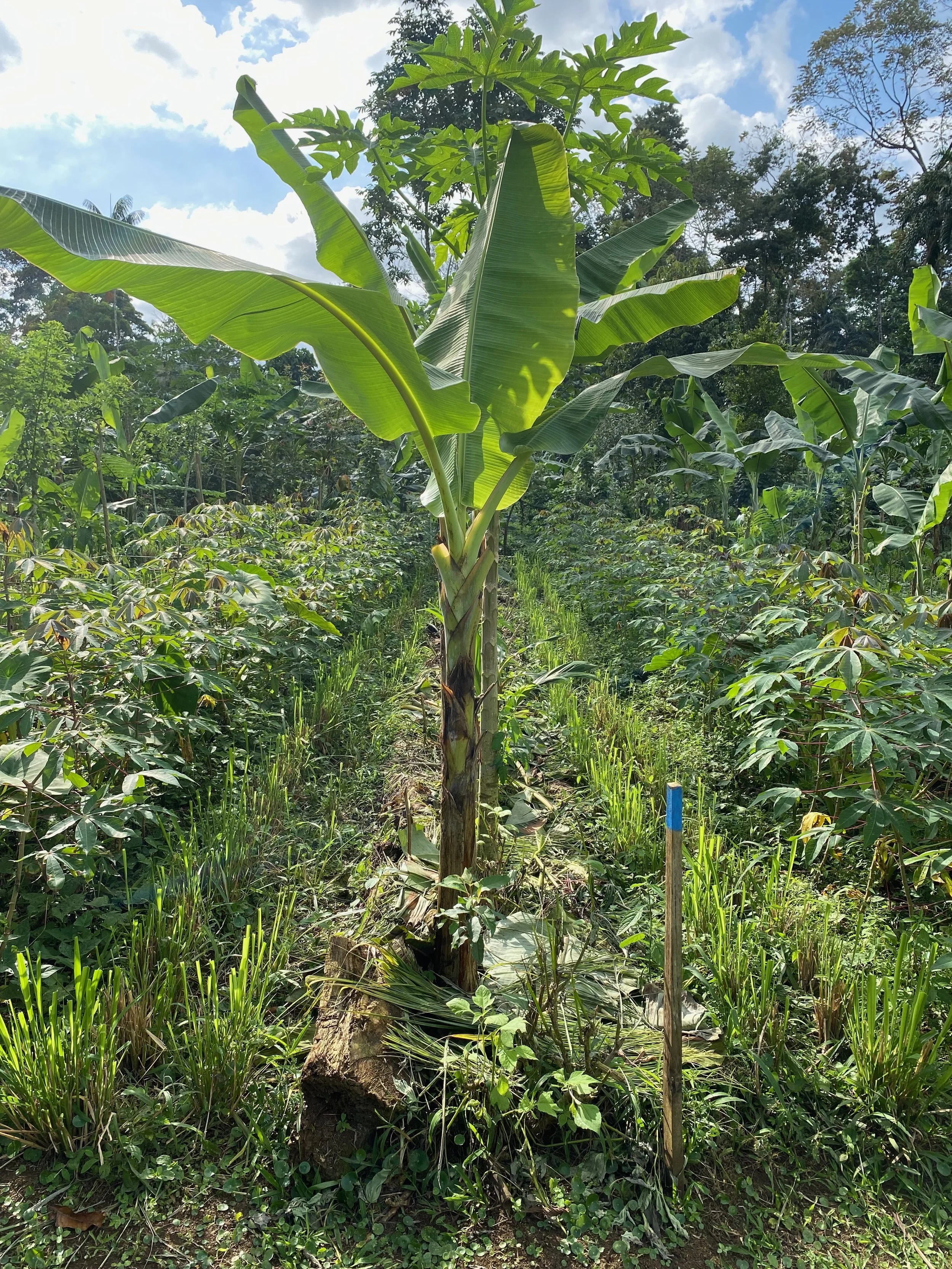 Curso de Agricultura Sintrópica