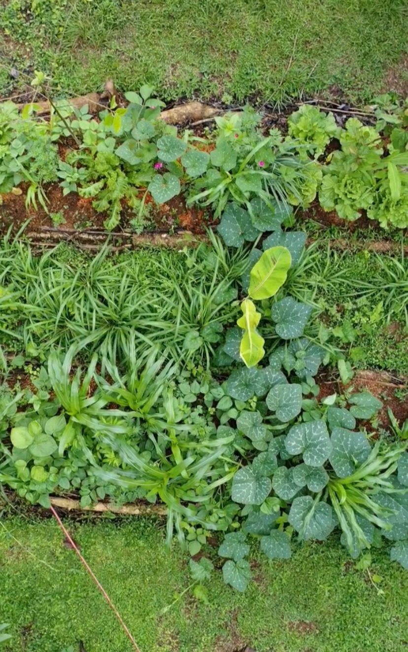 Syntropic Farming Field Day