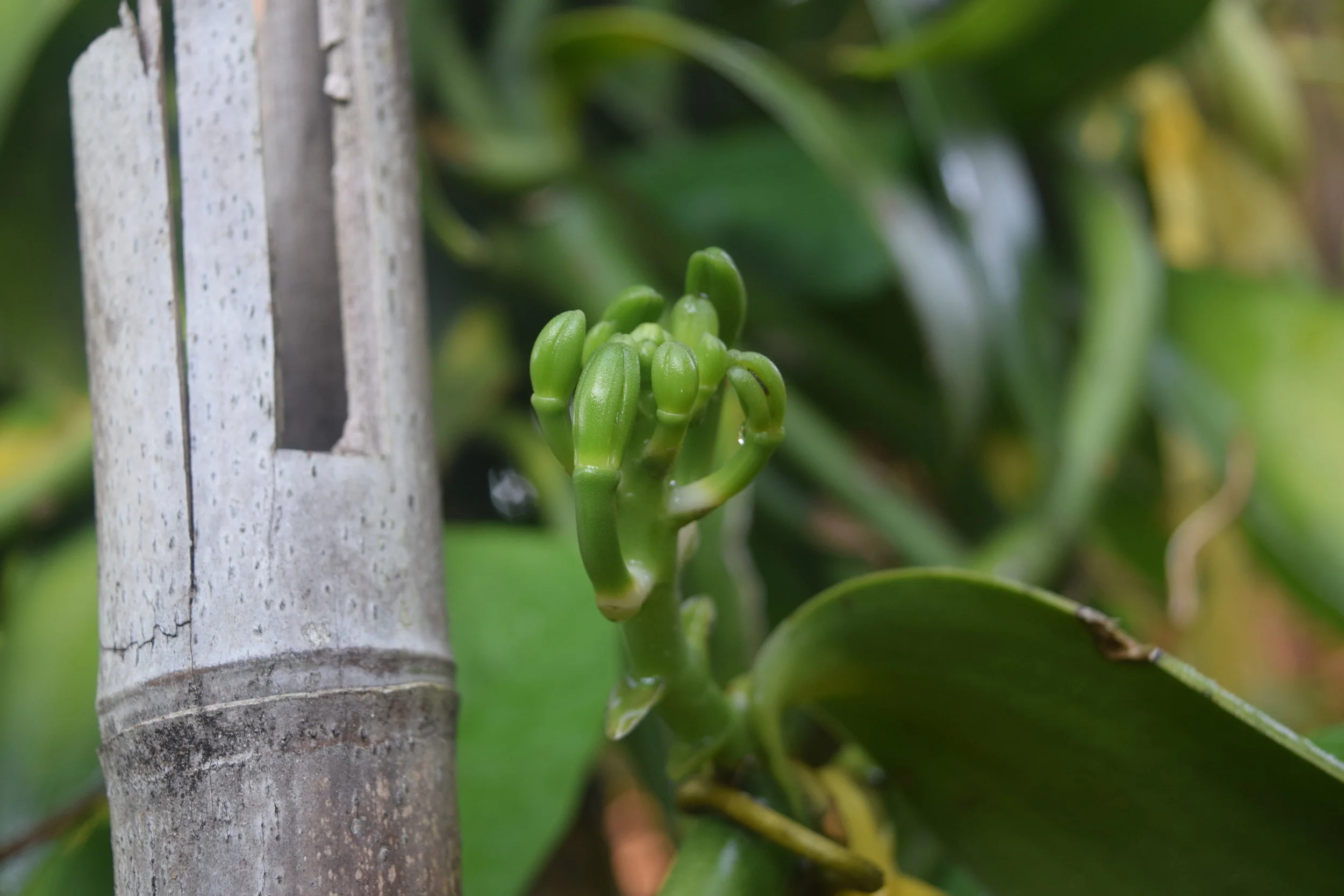 DSC_0062.JPG