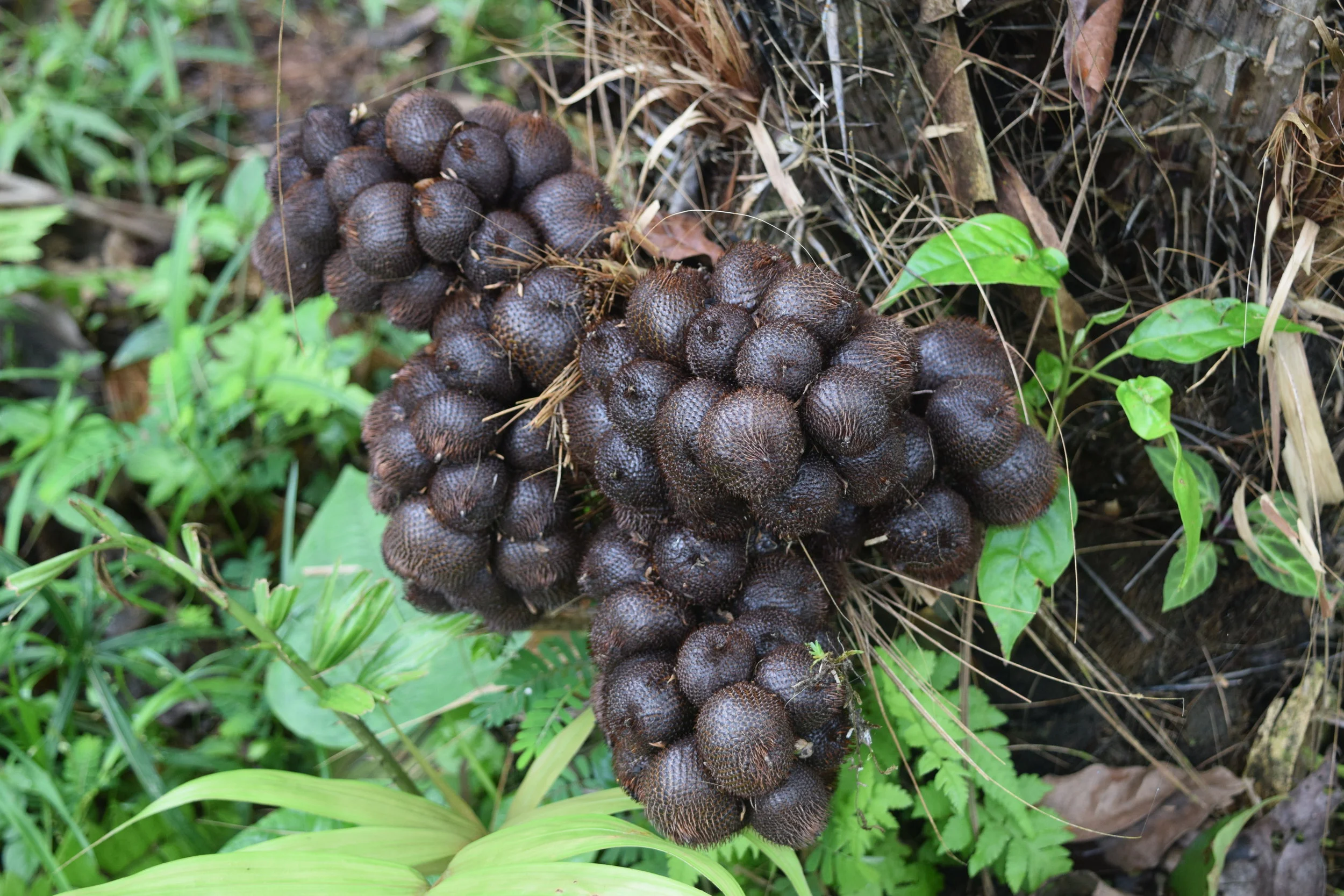 Salak Palm: A Guide for Tropical Permaculture